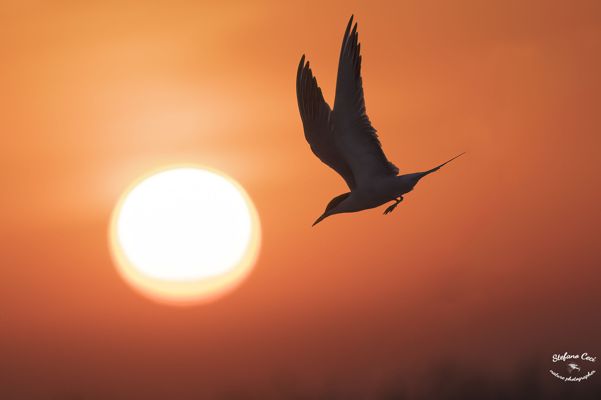 A Tern in the evening....