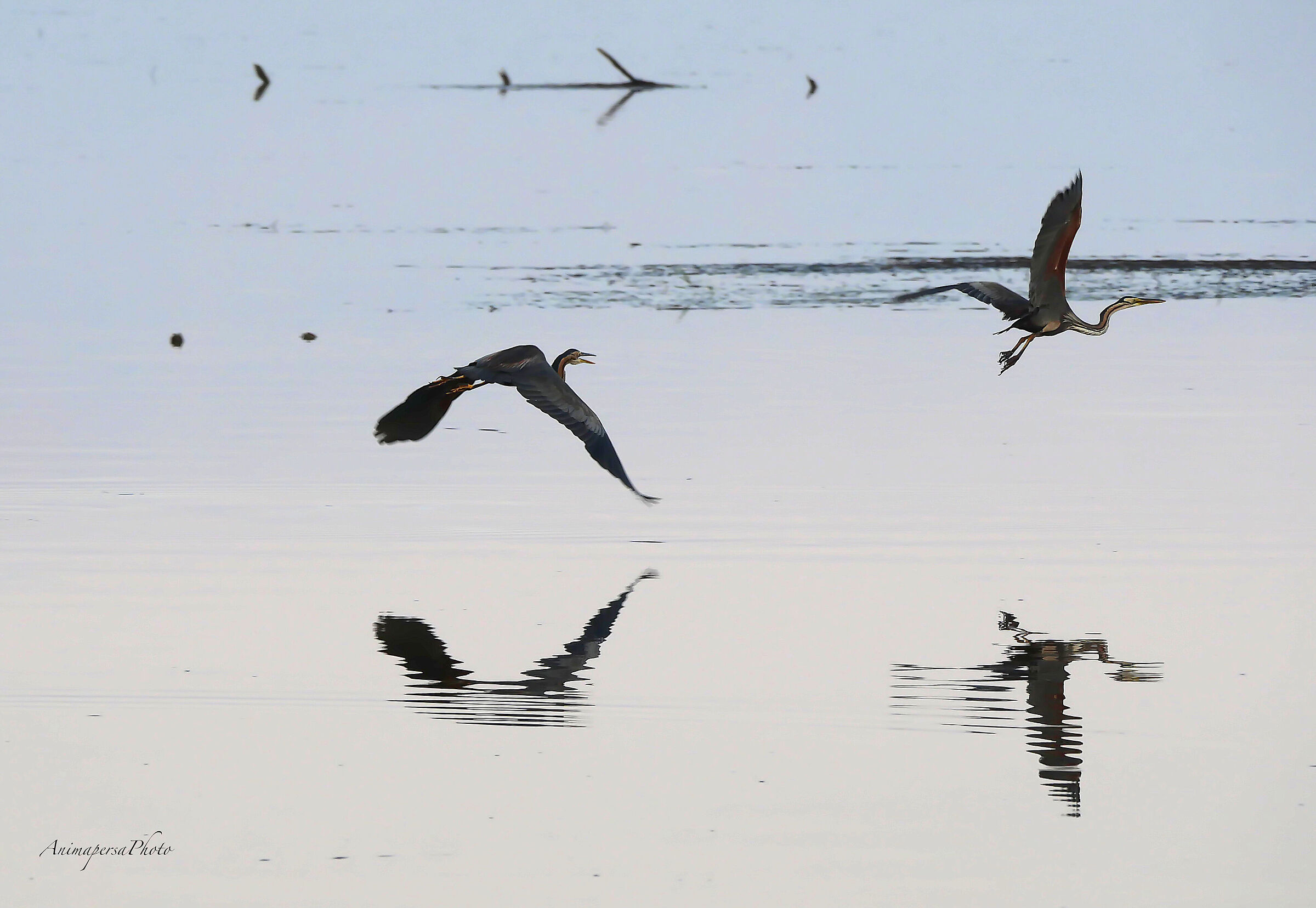 Aironi rossi in volo