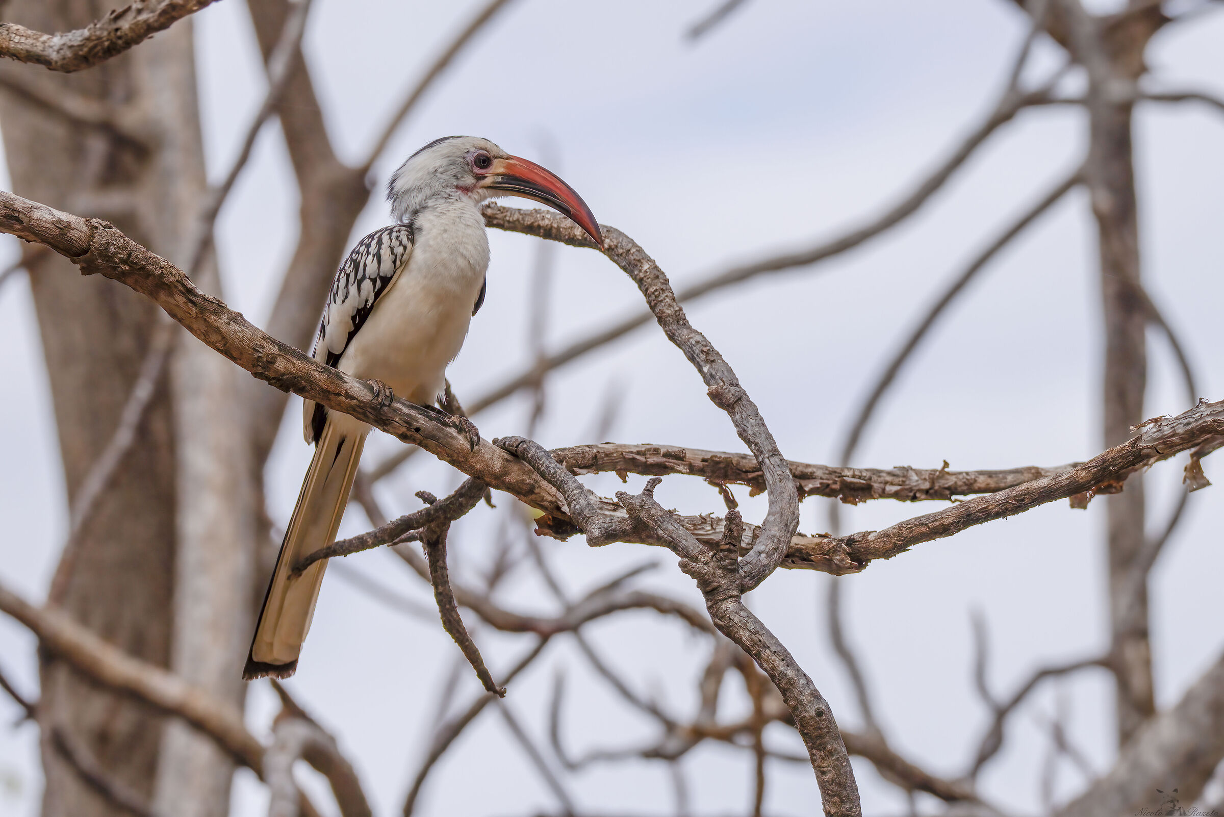 Bucero dal becco rosso