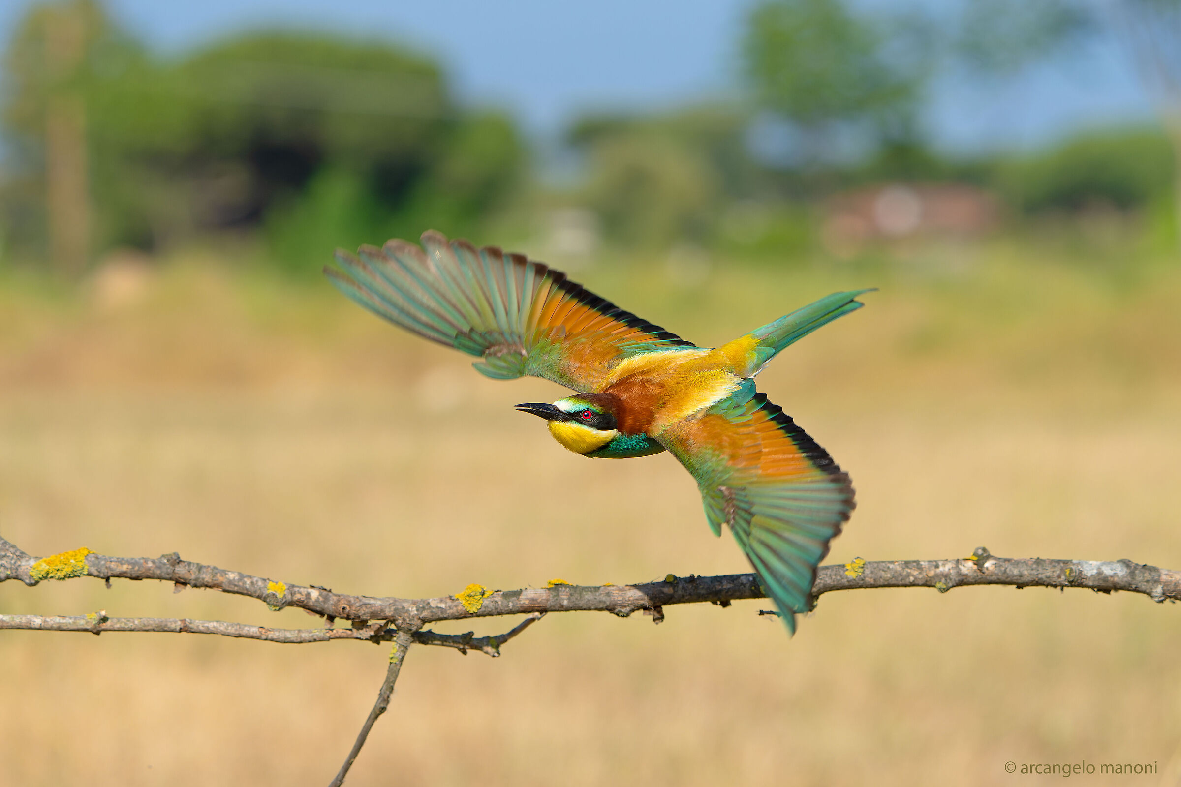 Flying over the roost