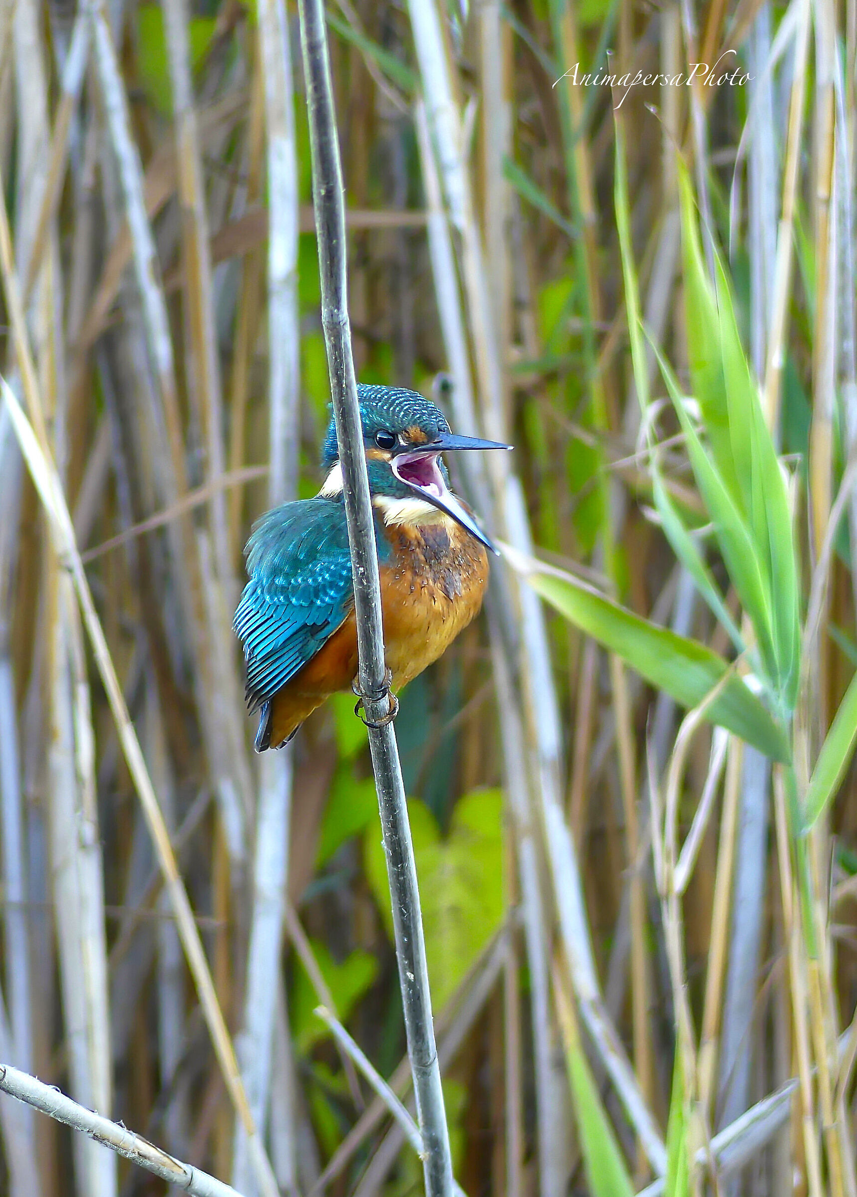 Martino tra le cannelle