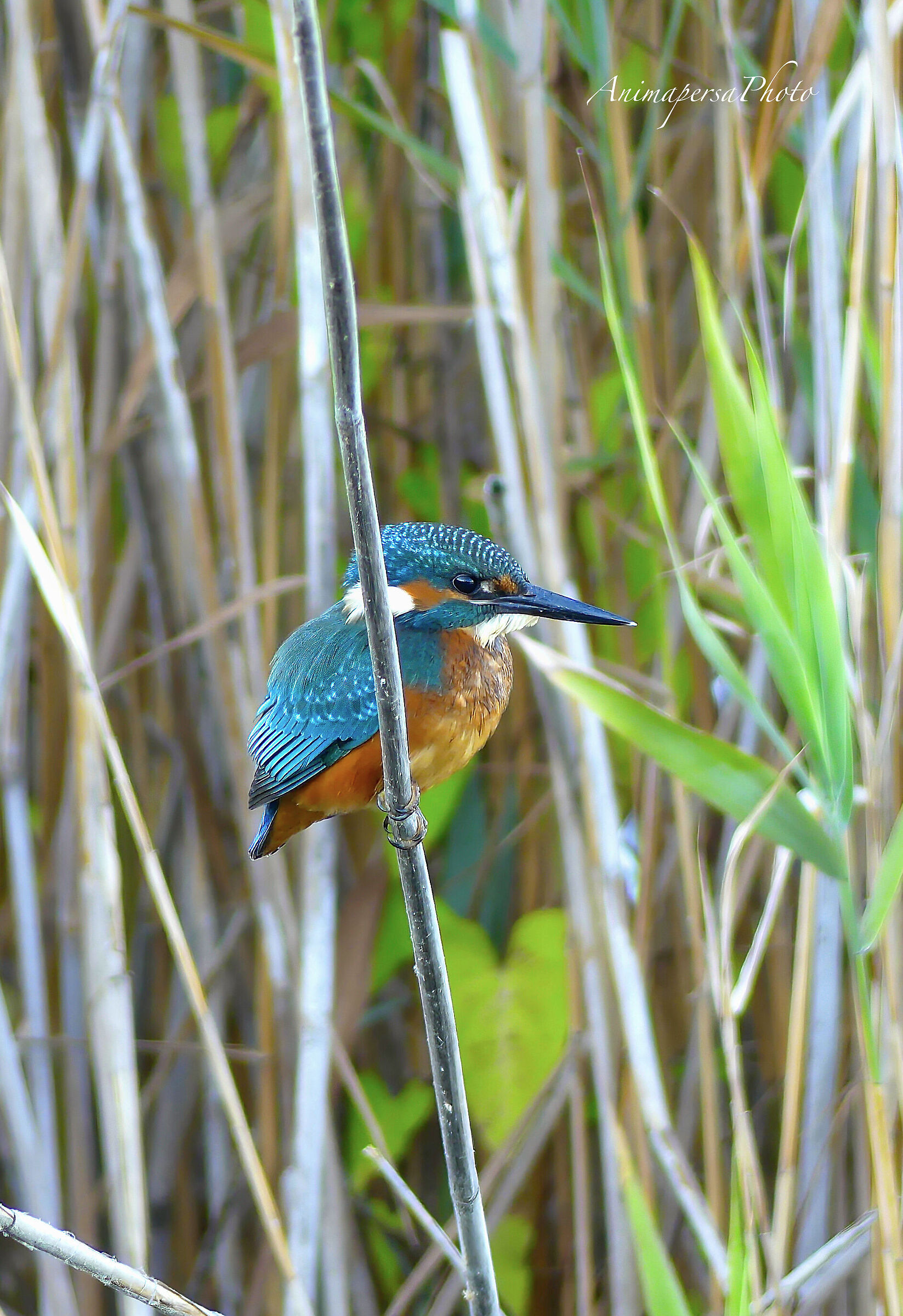 Martin pescatore tra le cannelle del lago