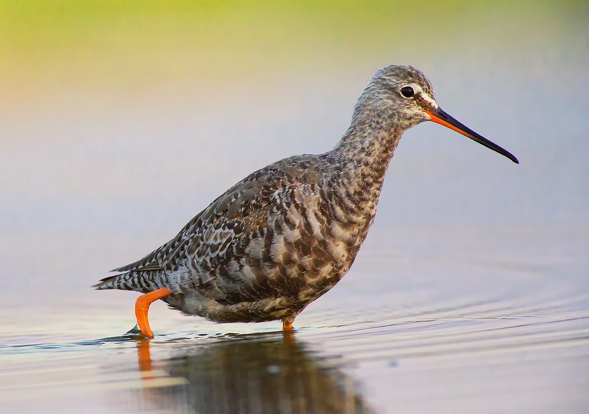5000 iso del totano moro