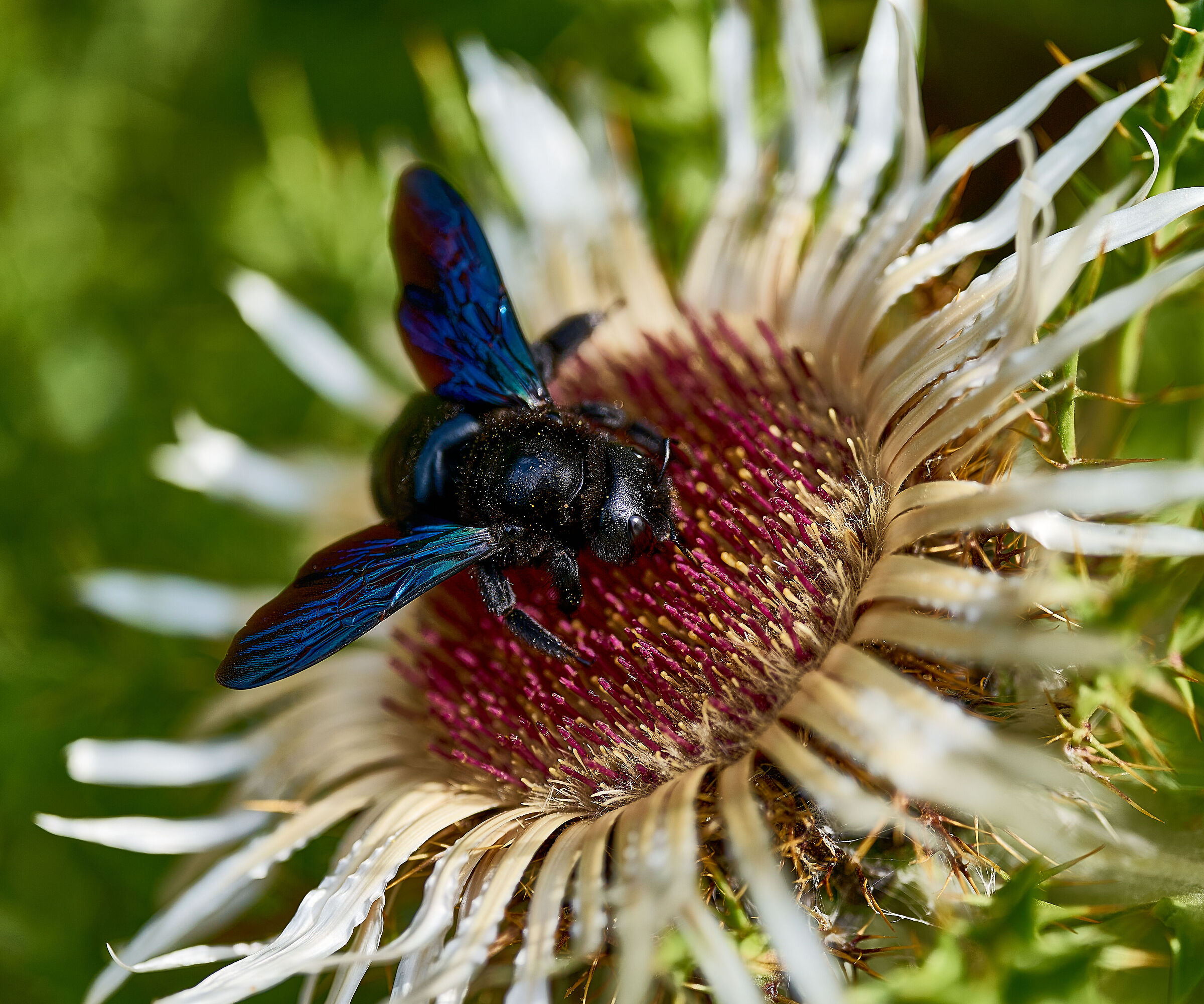 giardino esperia 2022
