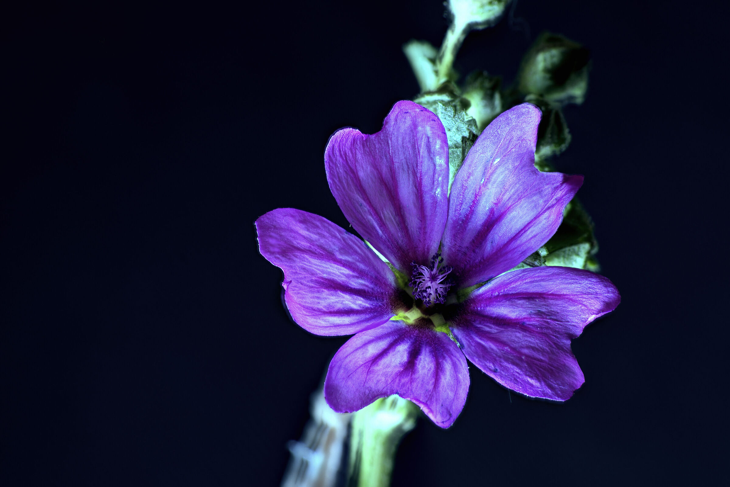 Malva selvatica...