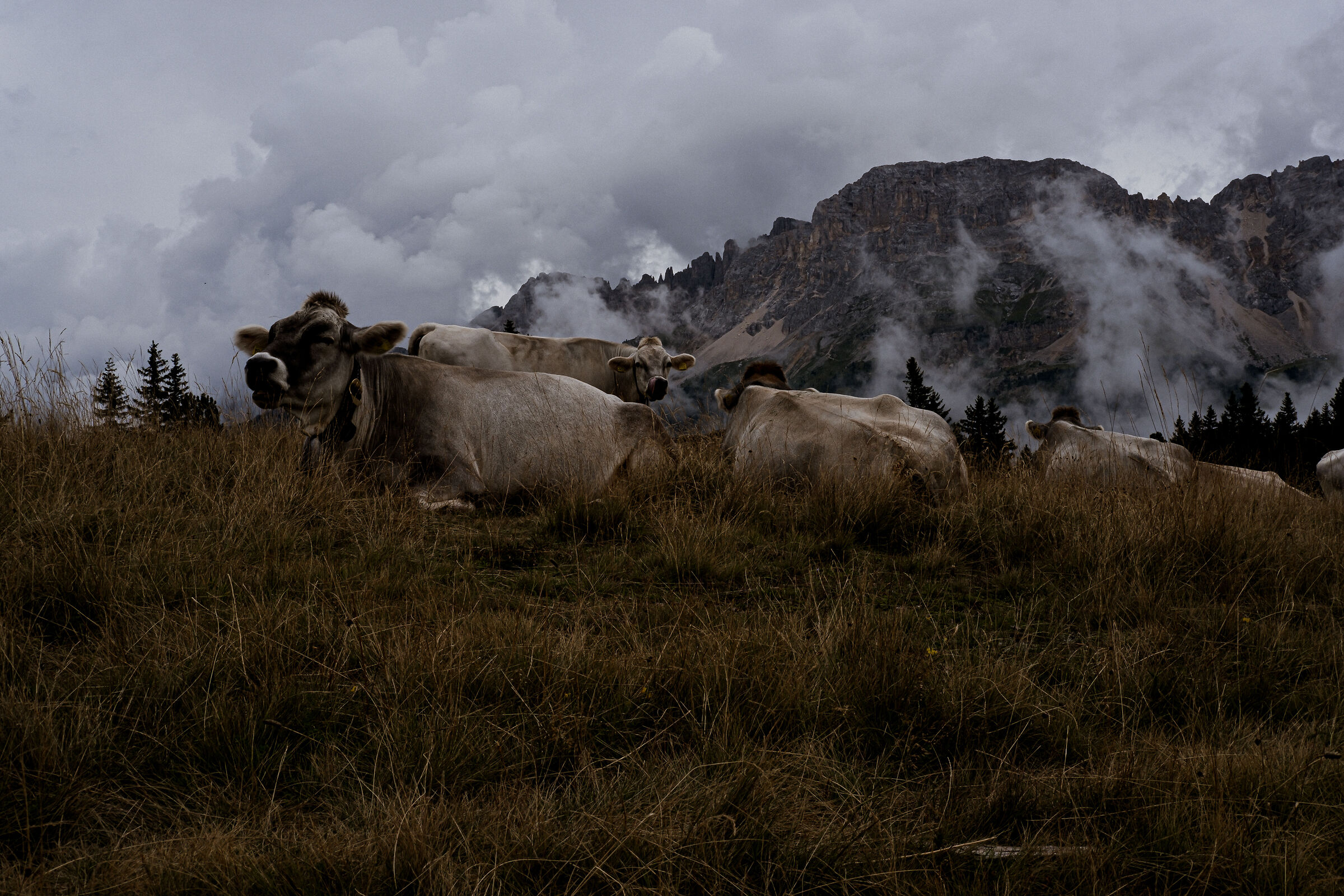 Passo Lavazè with cows