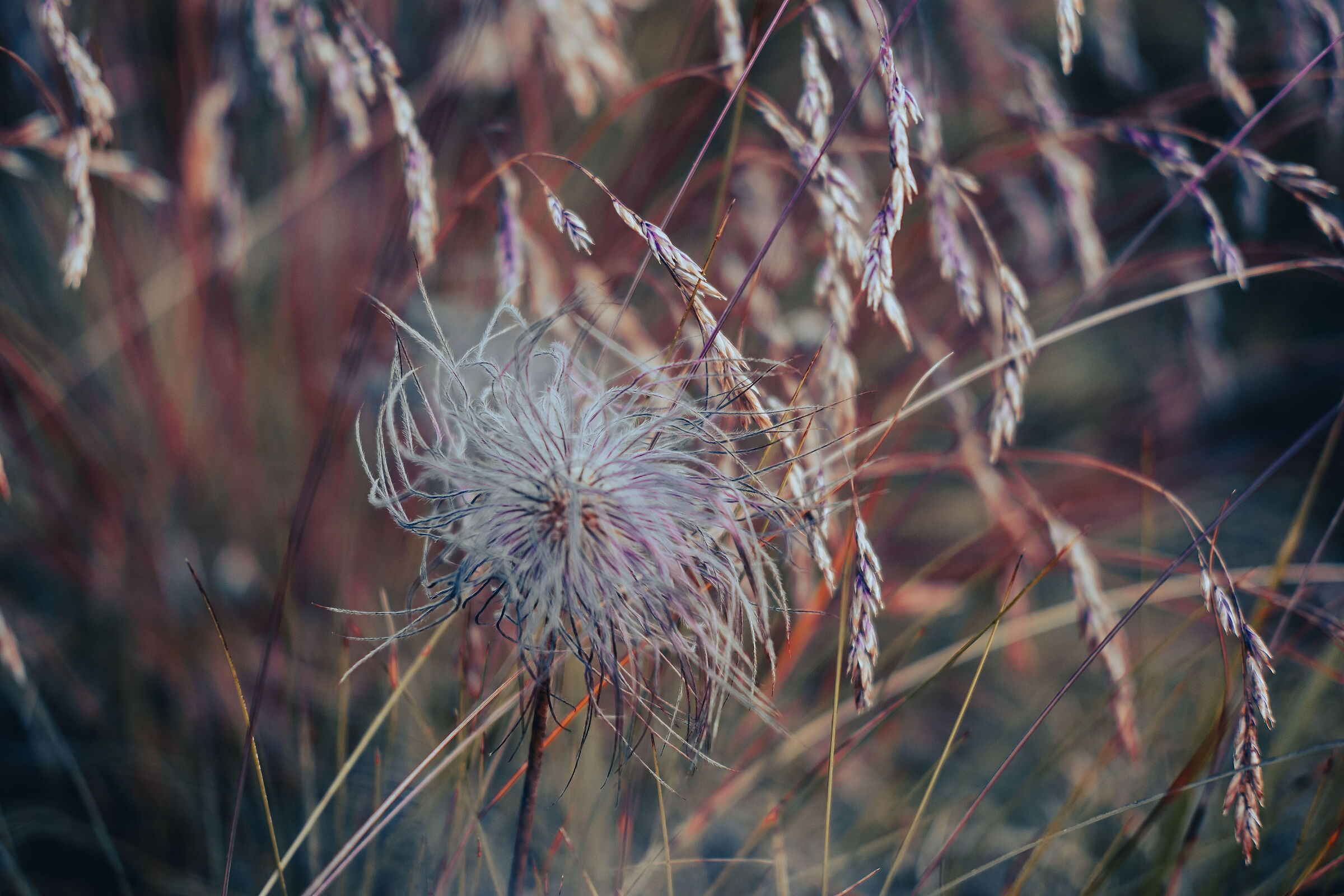 Alpine flowers