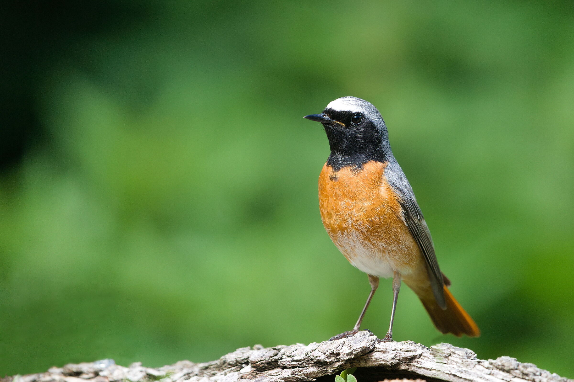 Redstart