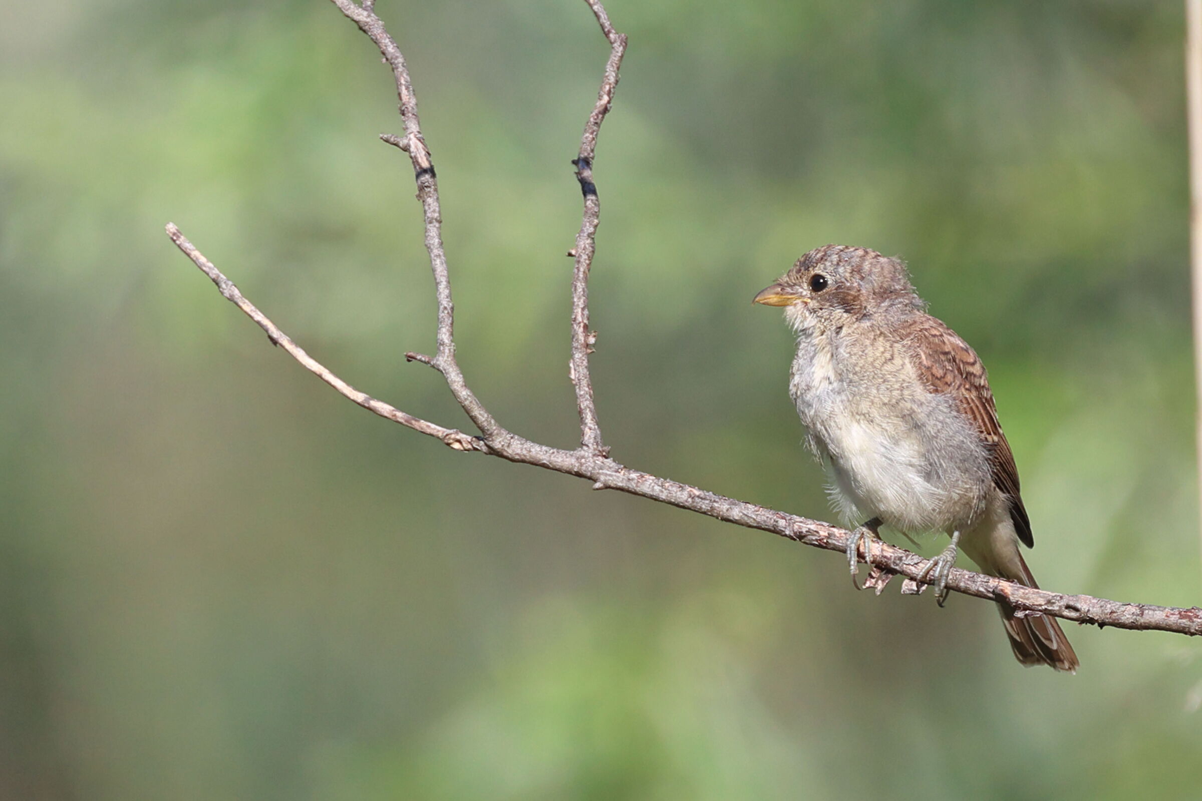 Averla piccola juventine