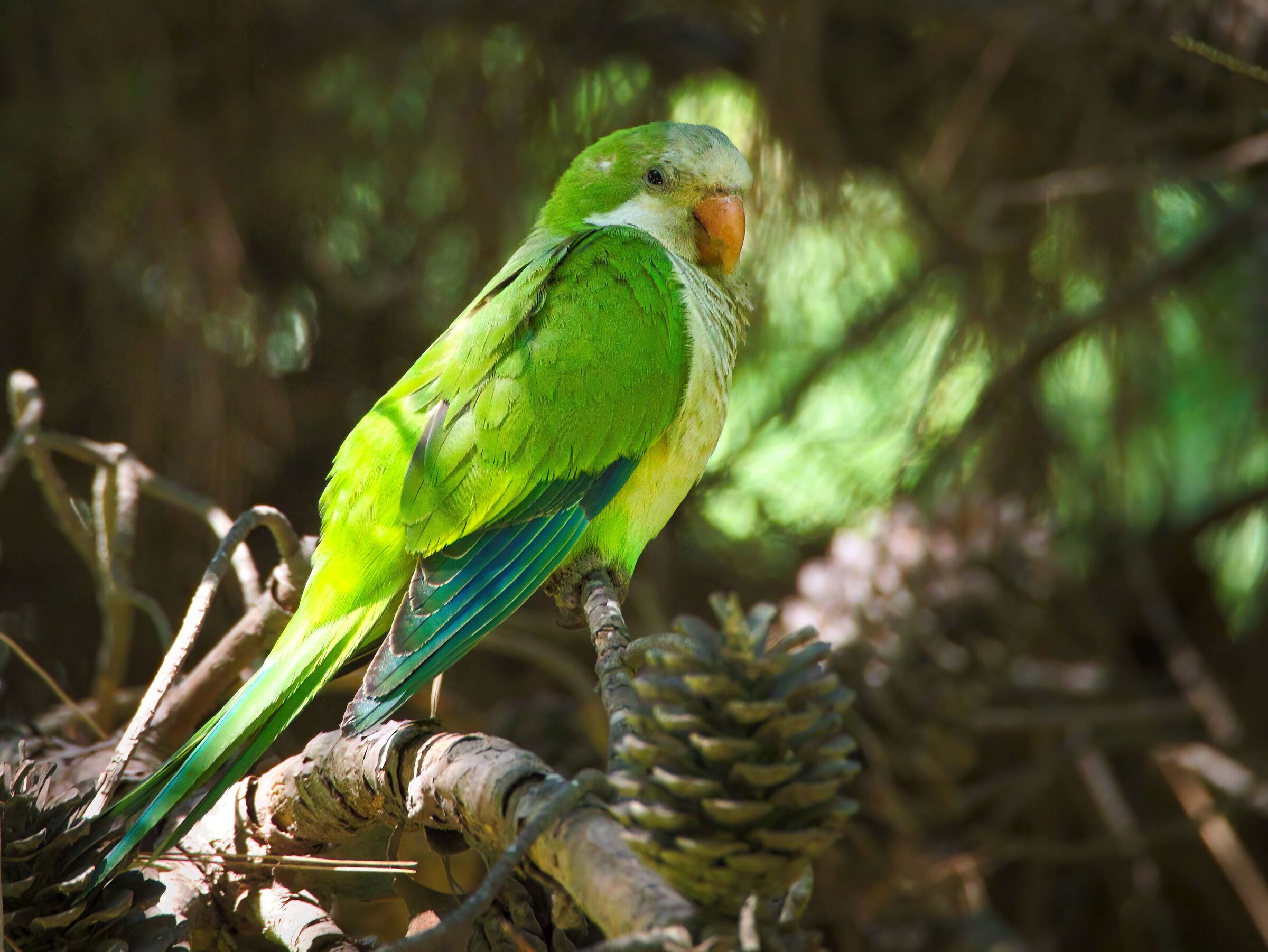 Parakeet