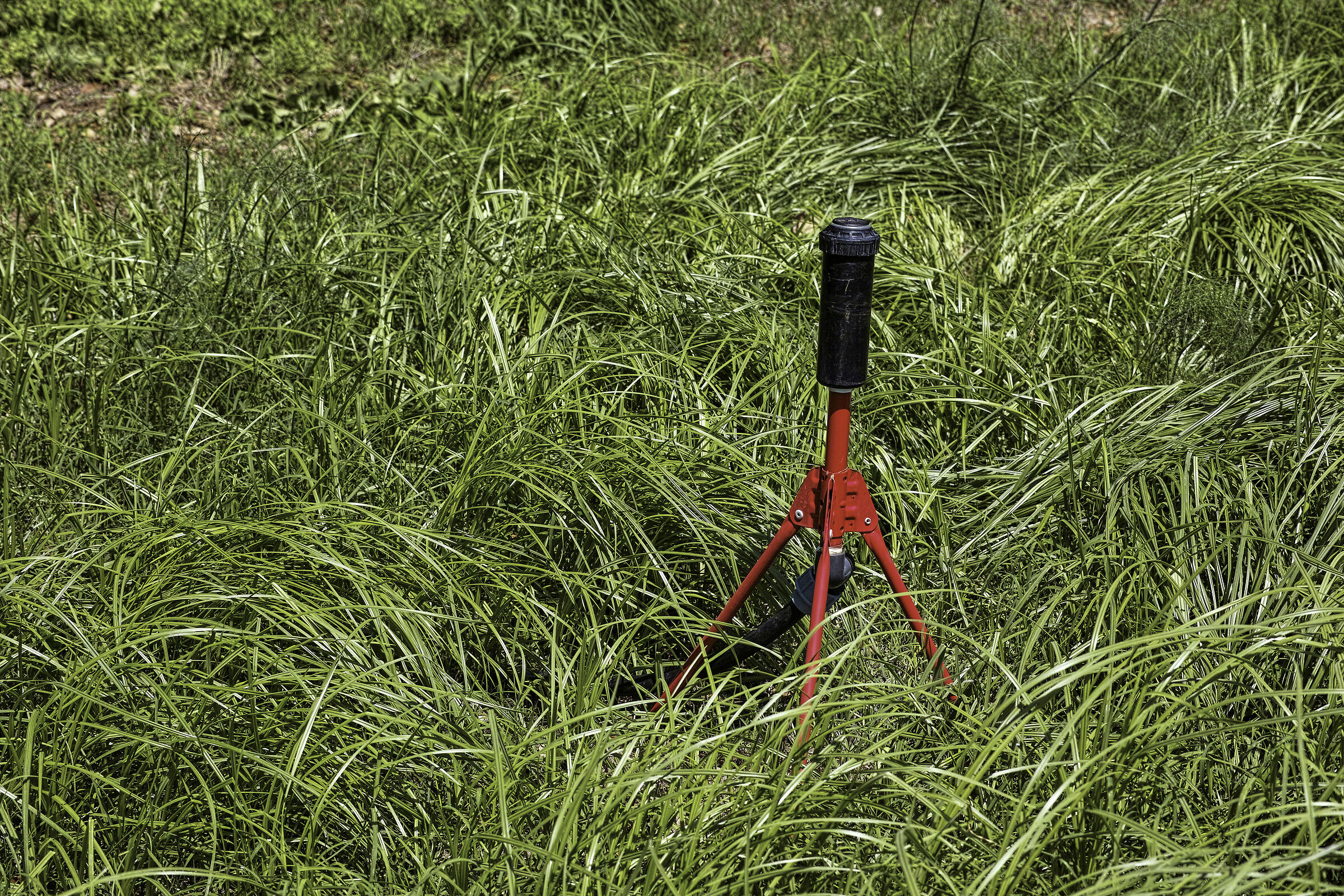 Facilitatore vita vegetale