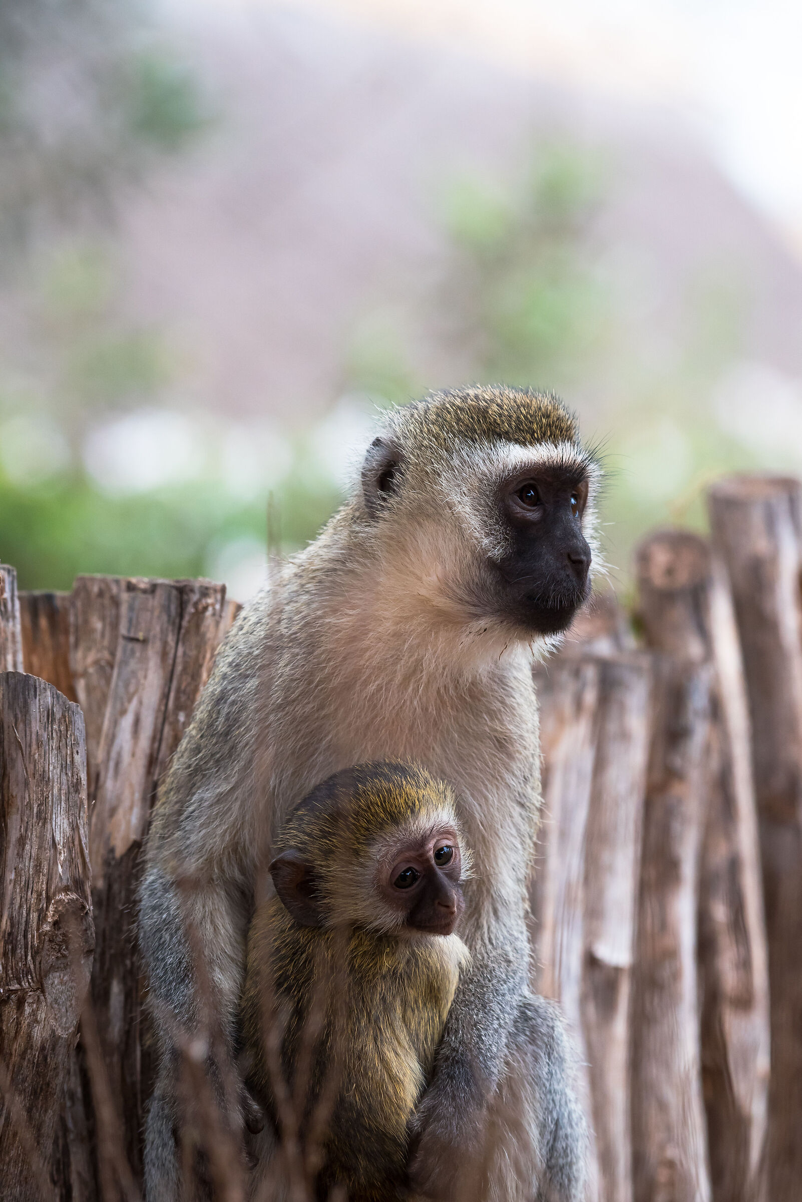 Monkeys