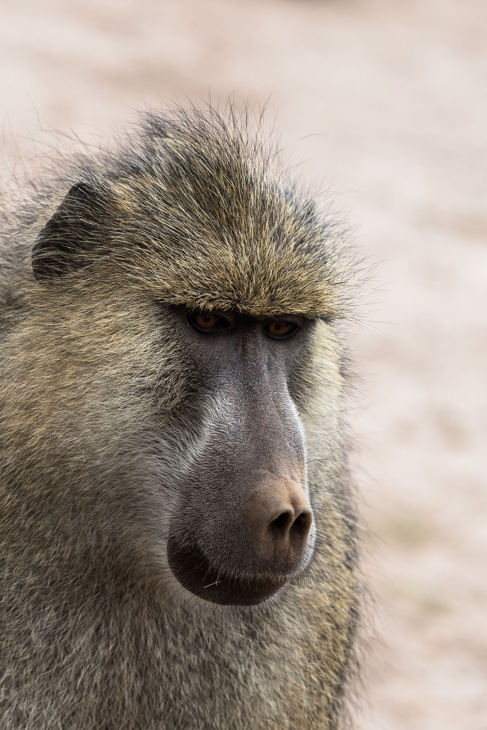 Baboon
