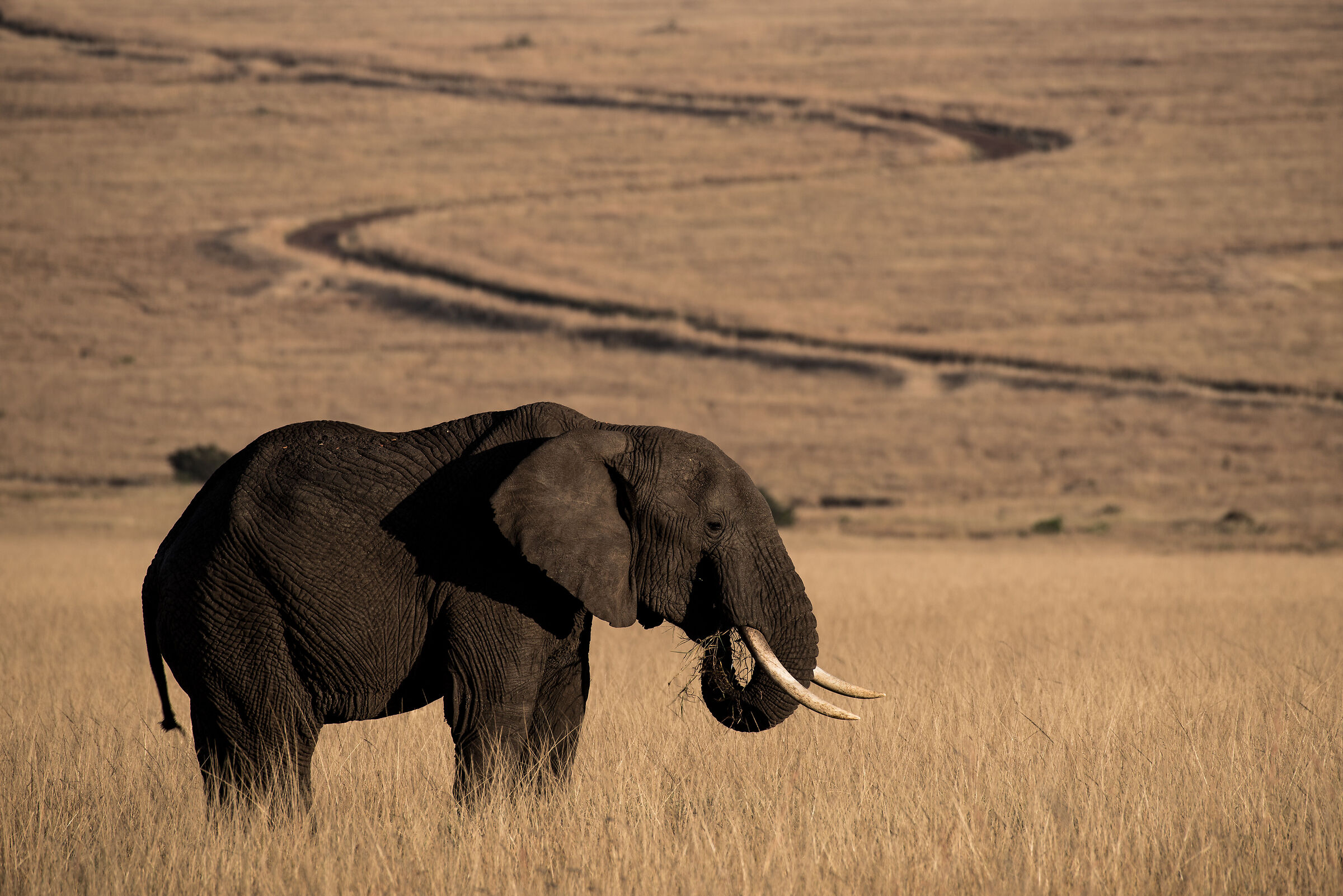 Elephant