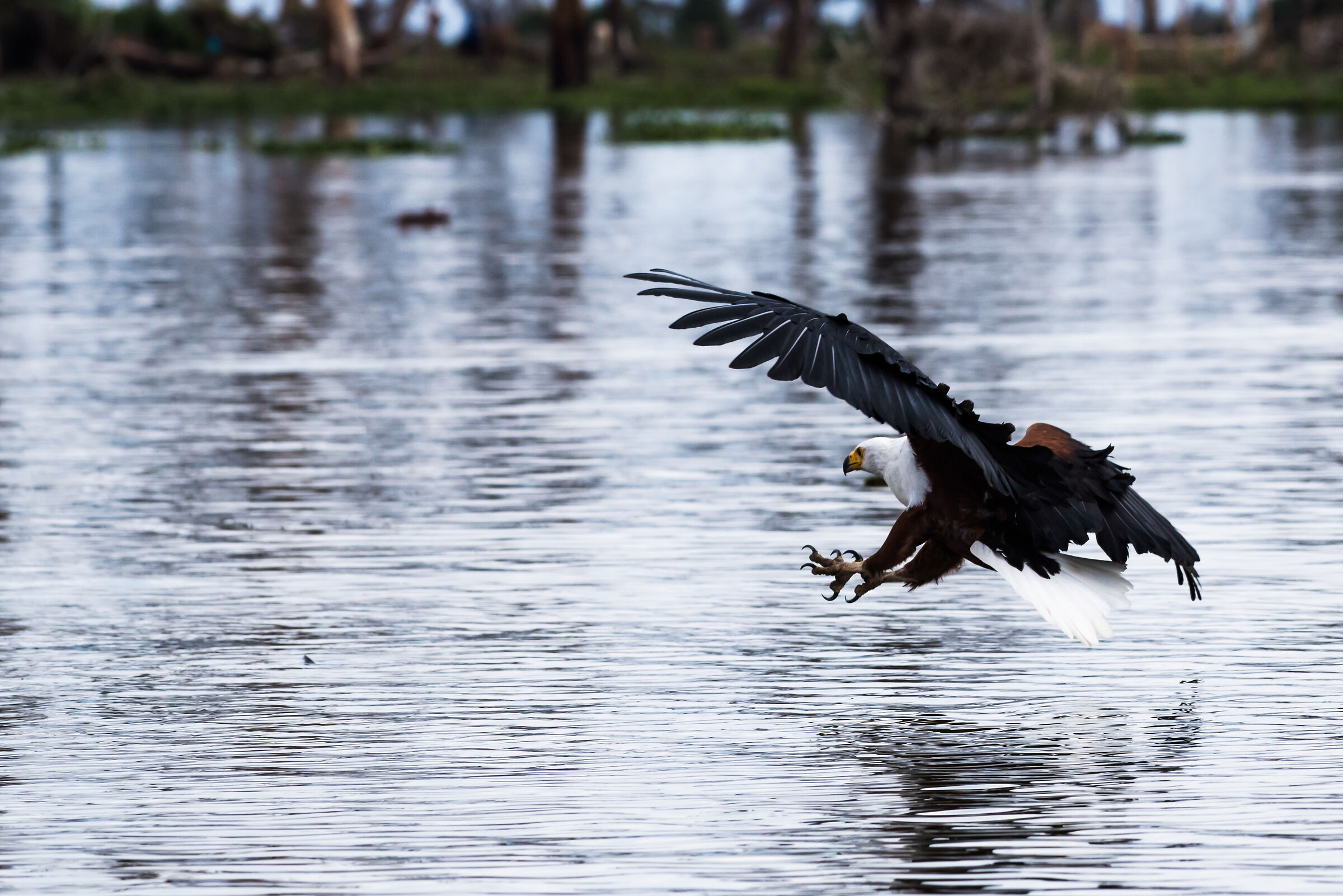 Eagle hunting