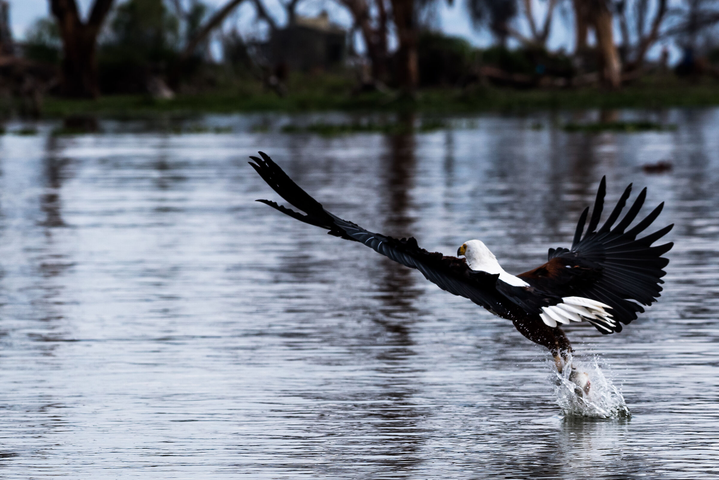Eagle hunting