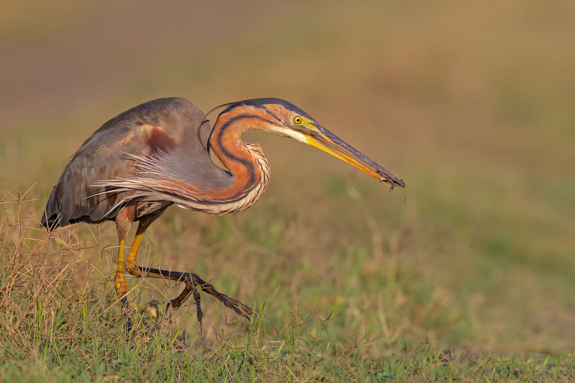 Red heron with frog...