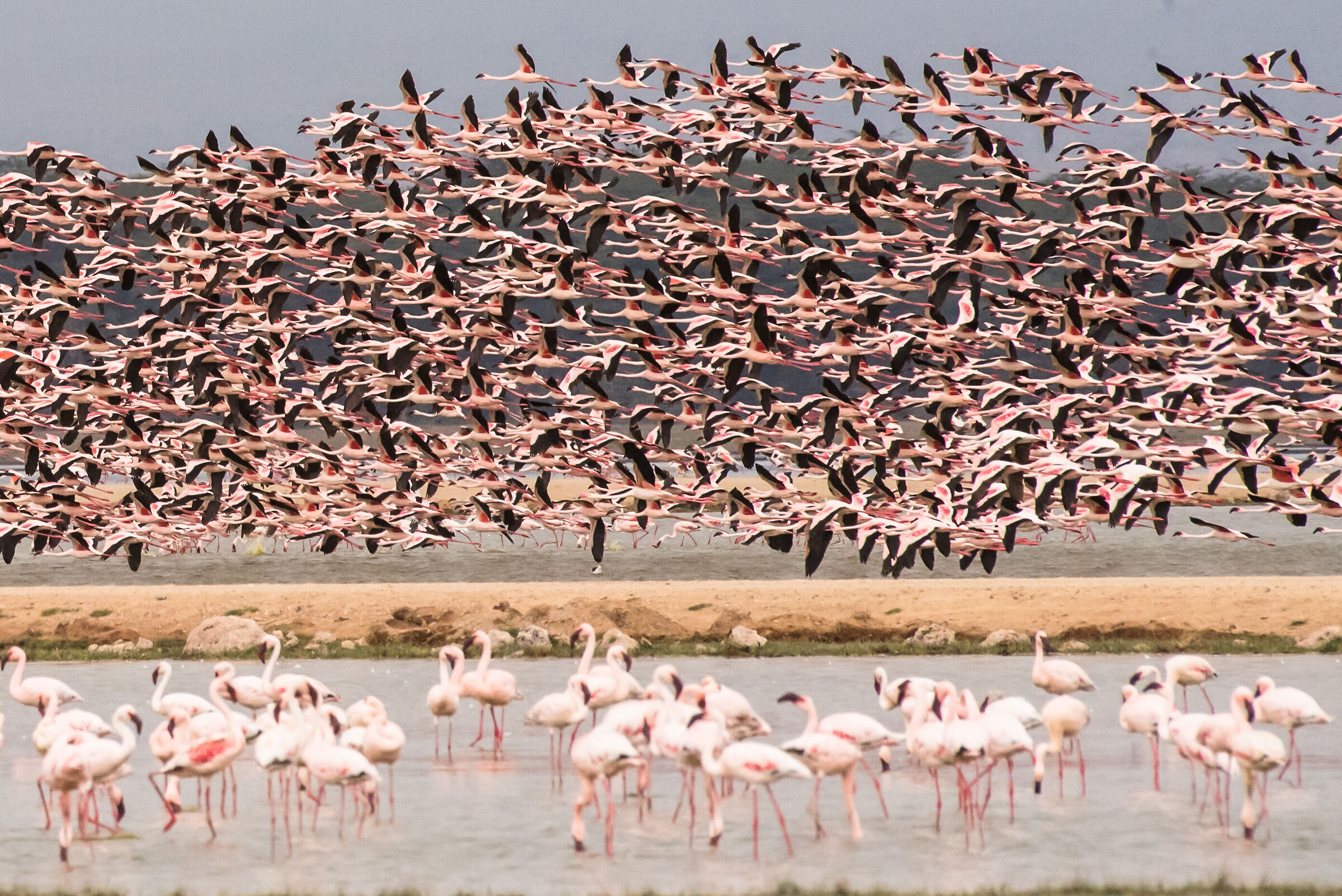 Flamingos
