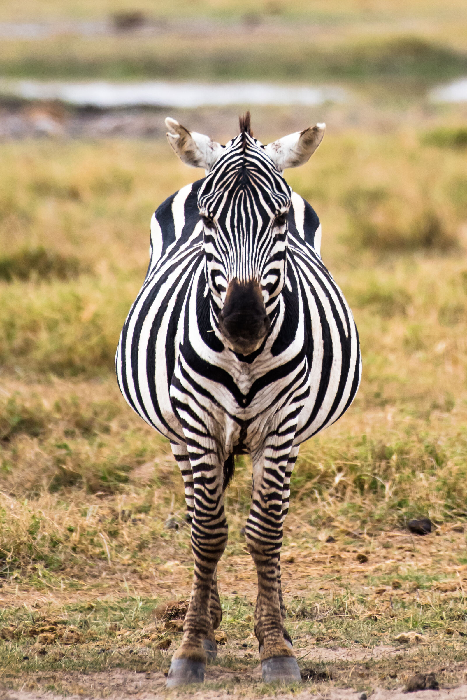 Zebra