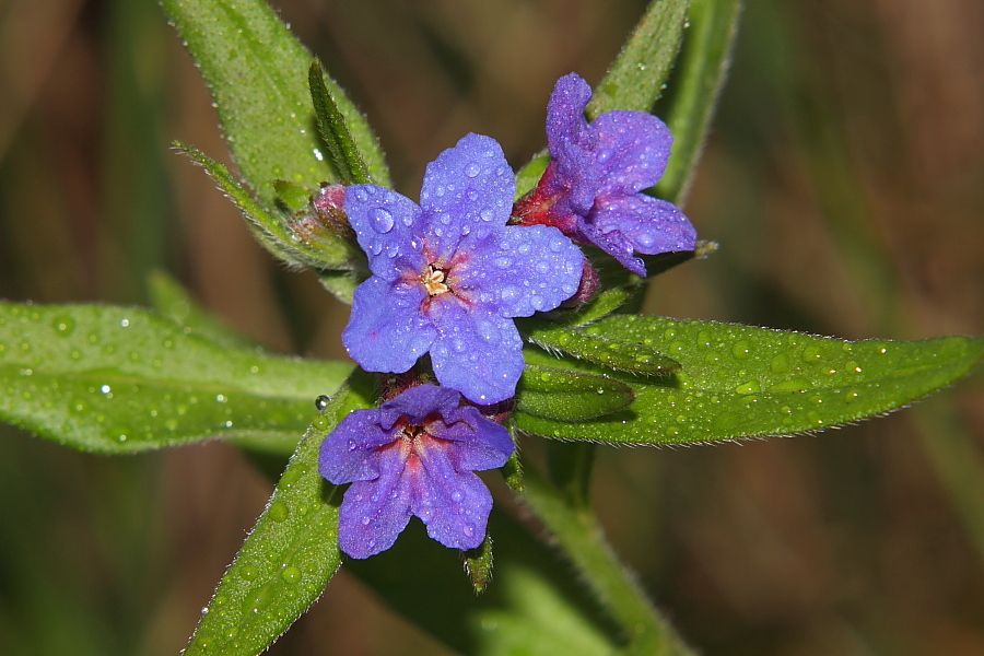buglossoides purpurocaeruleum