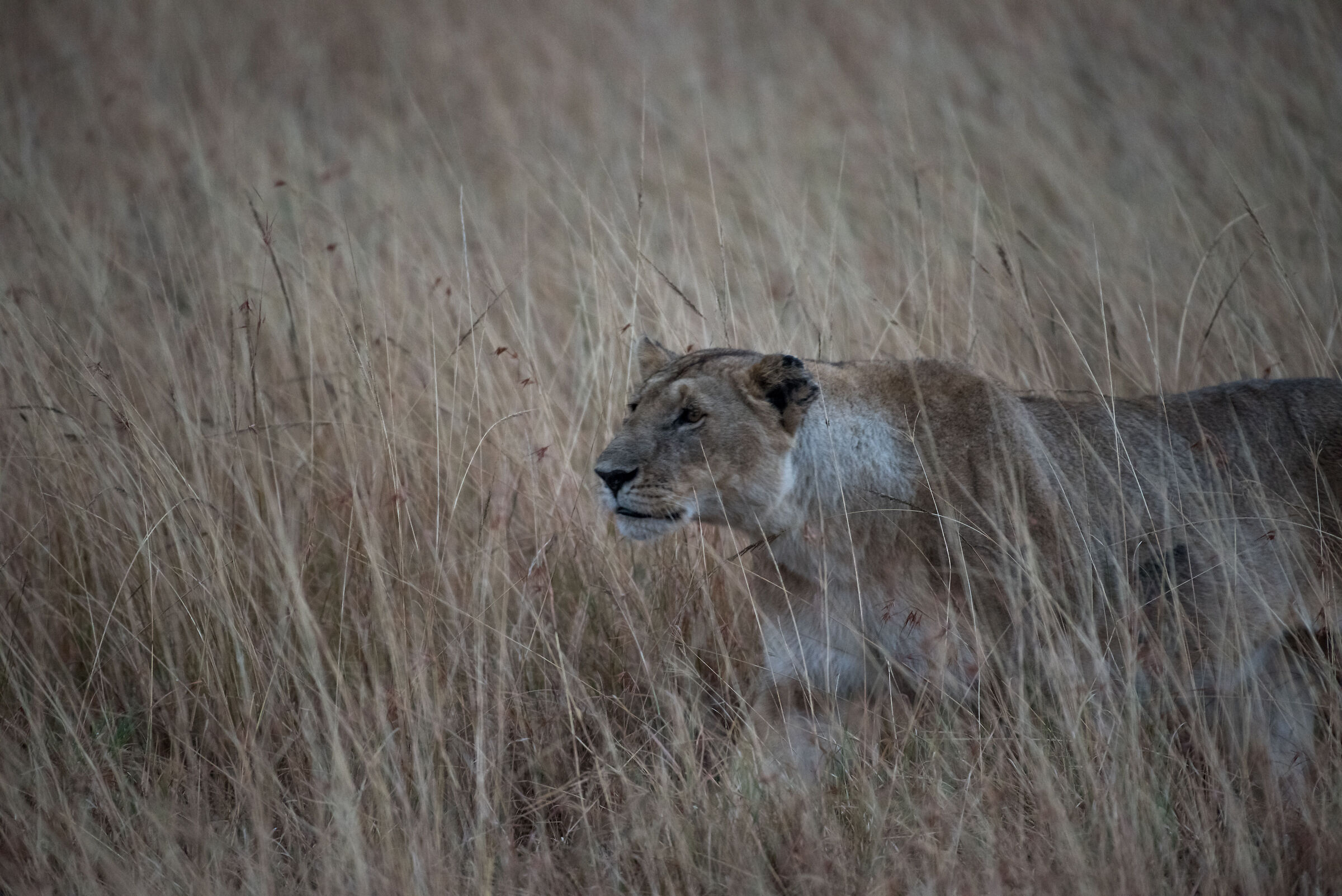Lion