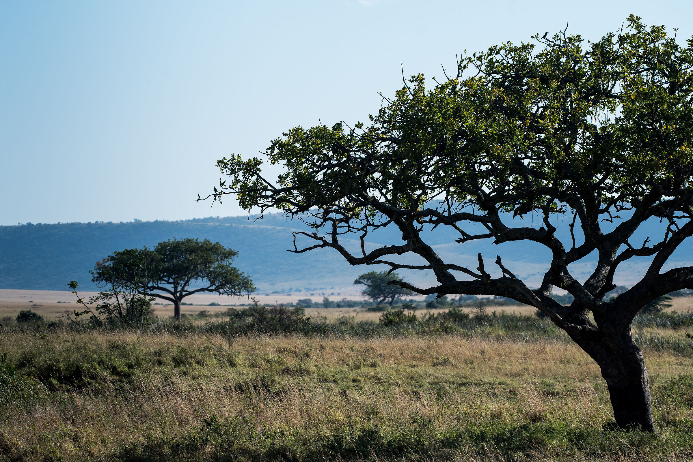Masai Mara