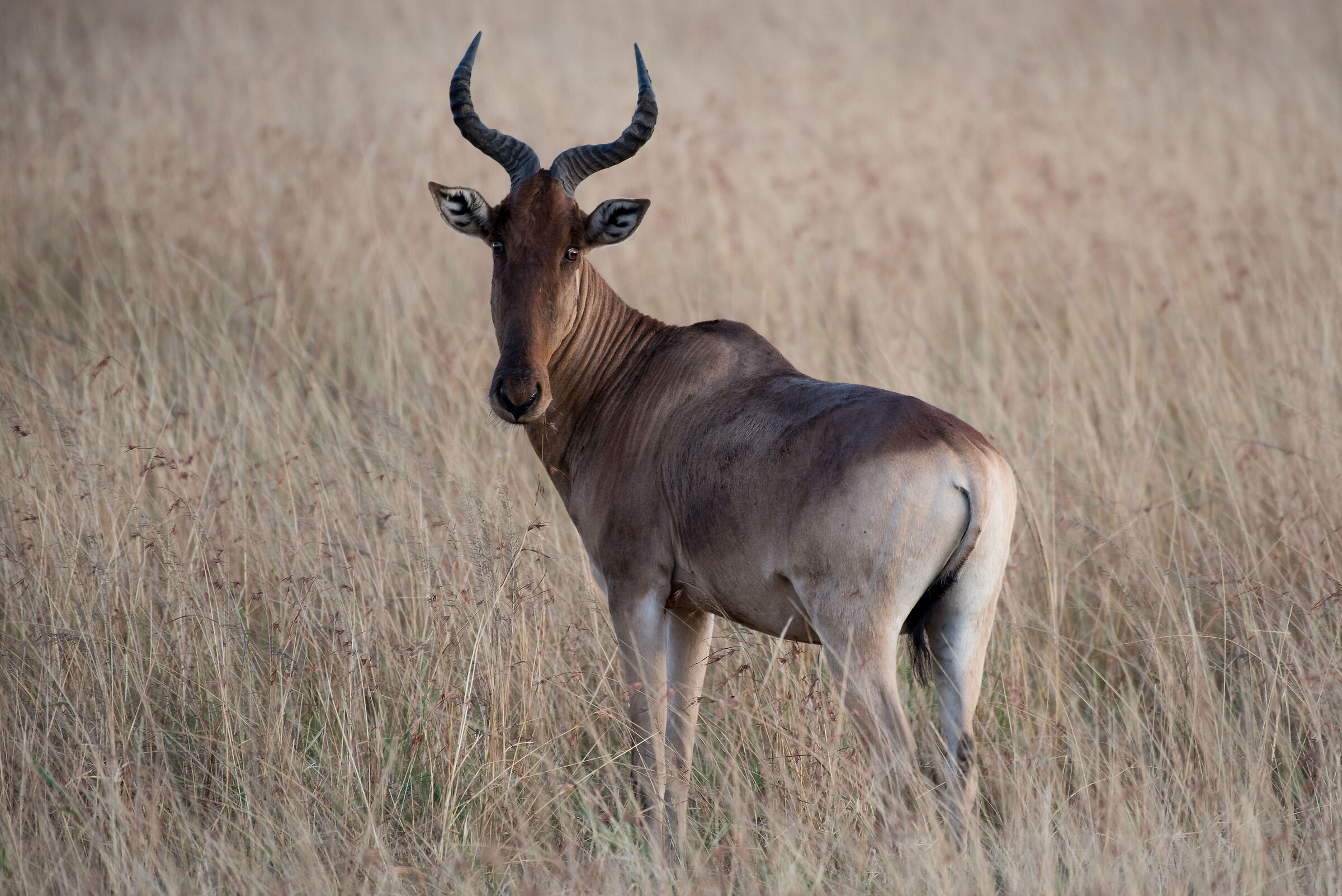 Topi