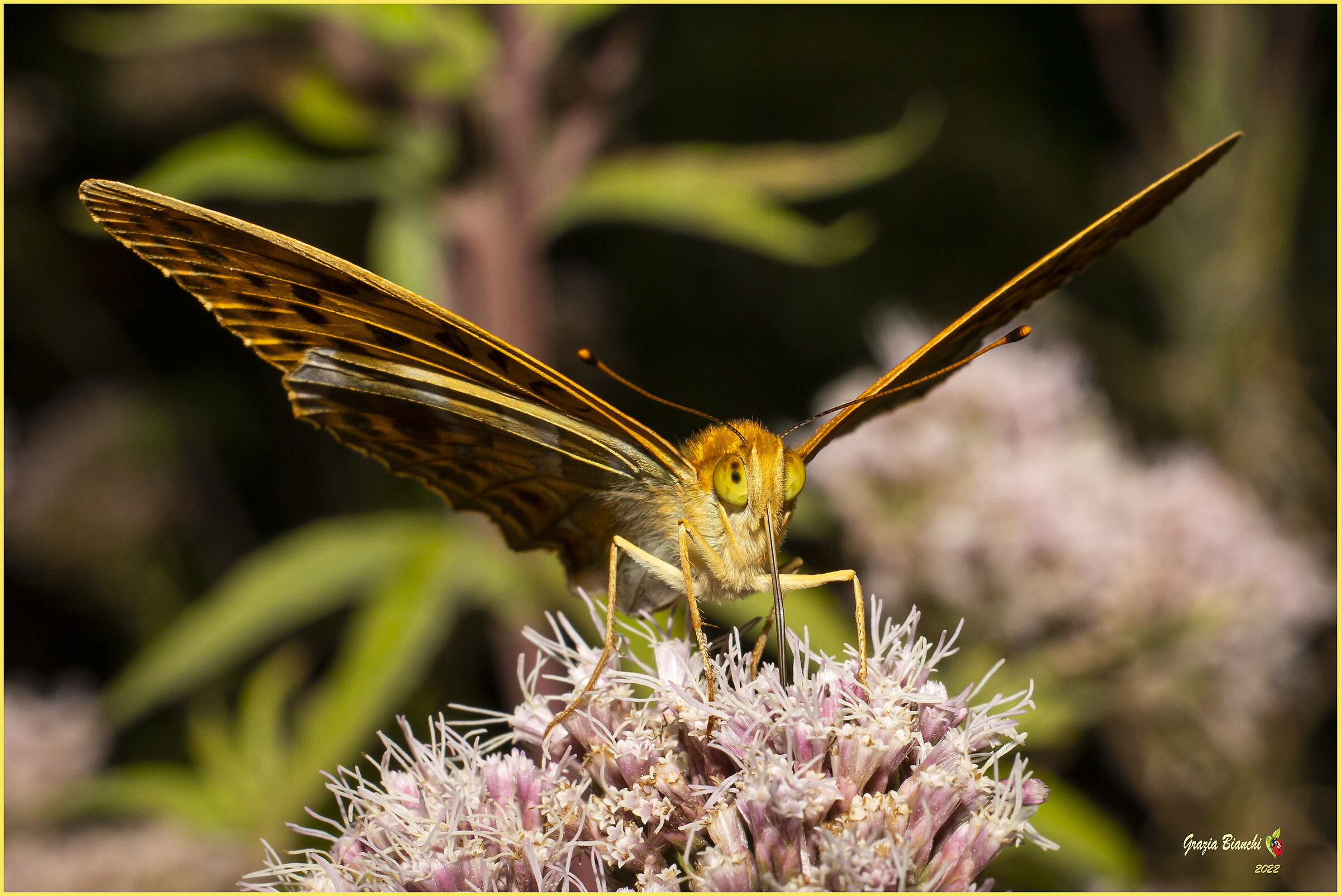 Farfalla Argynnis paphia (Sambuca Mugello 13.8.2022