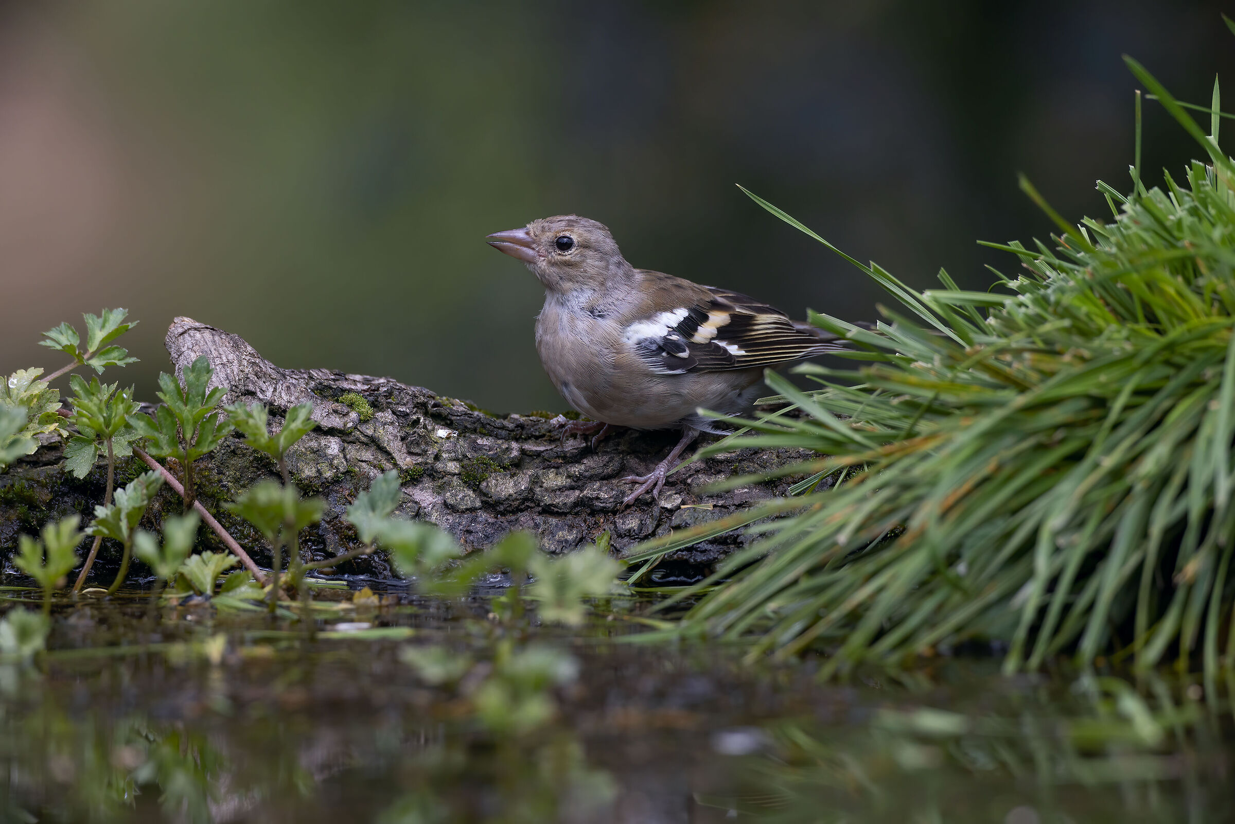 Fringuello femmina ambientato
