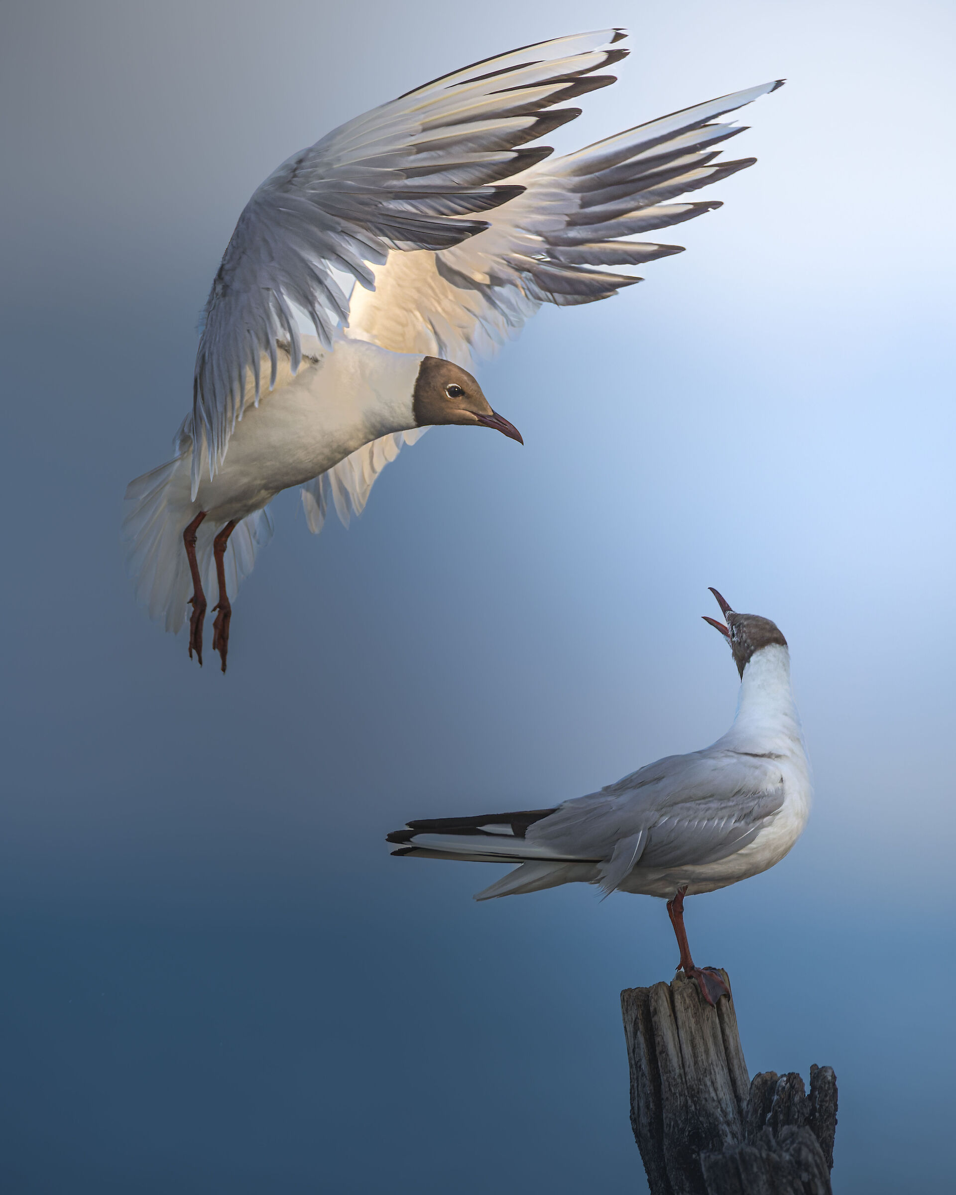Gulls