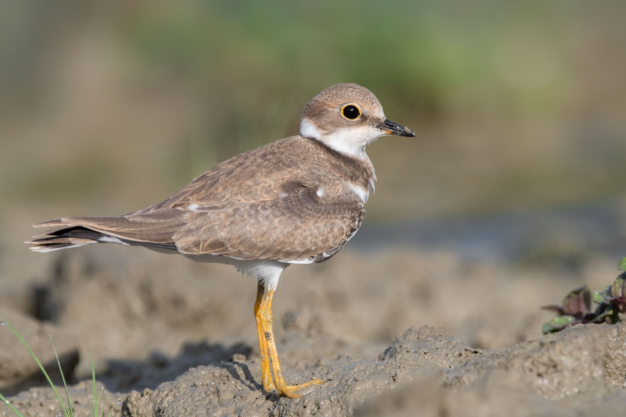little ringed plover
