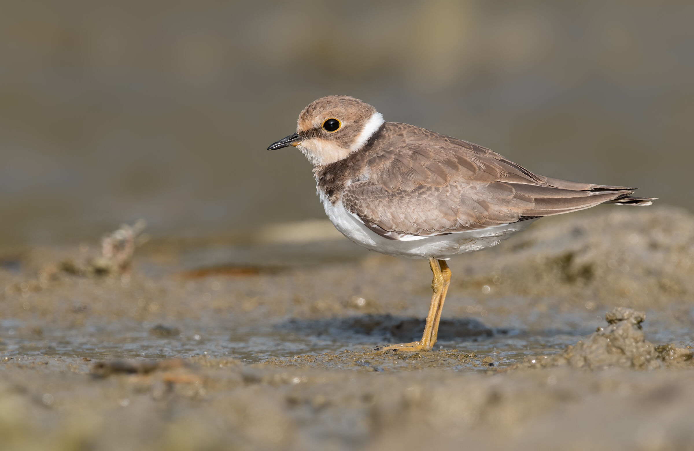 little ringed plover