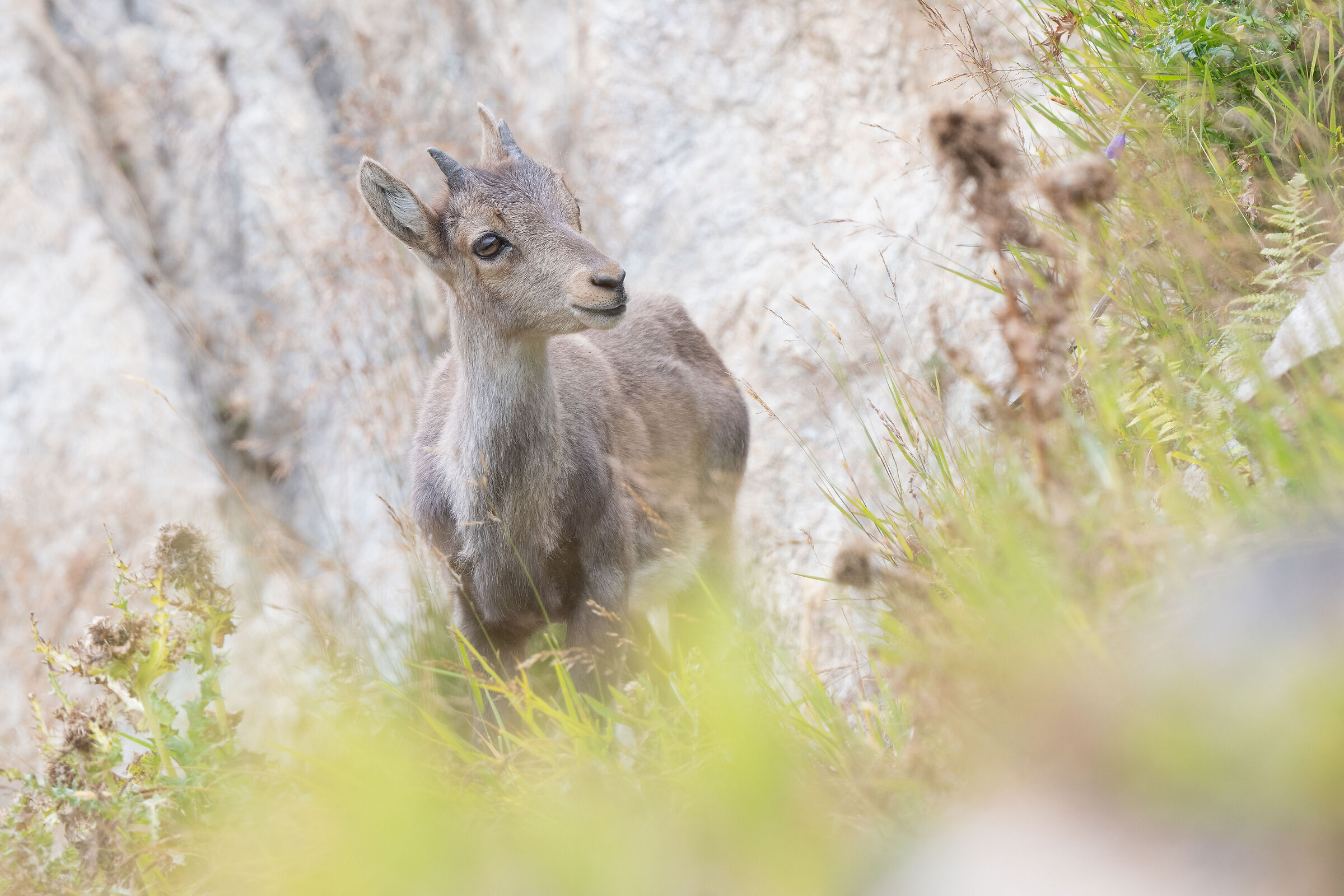 young ibex