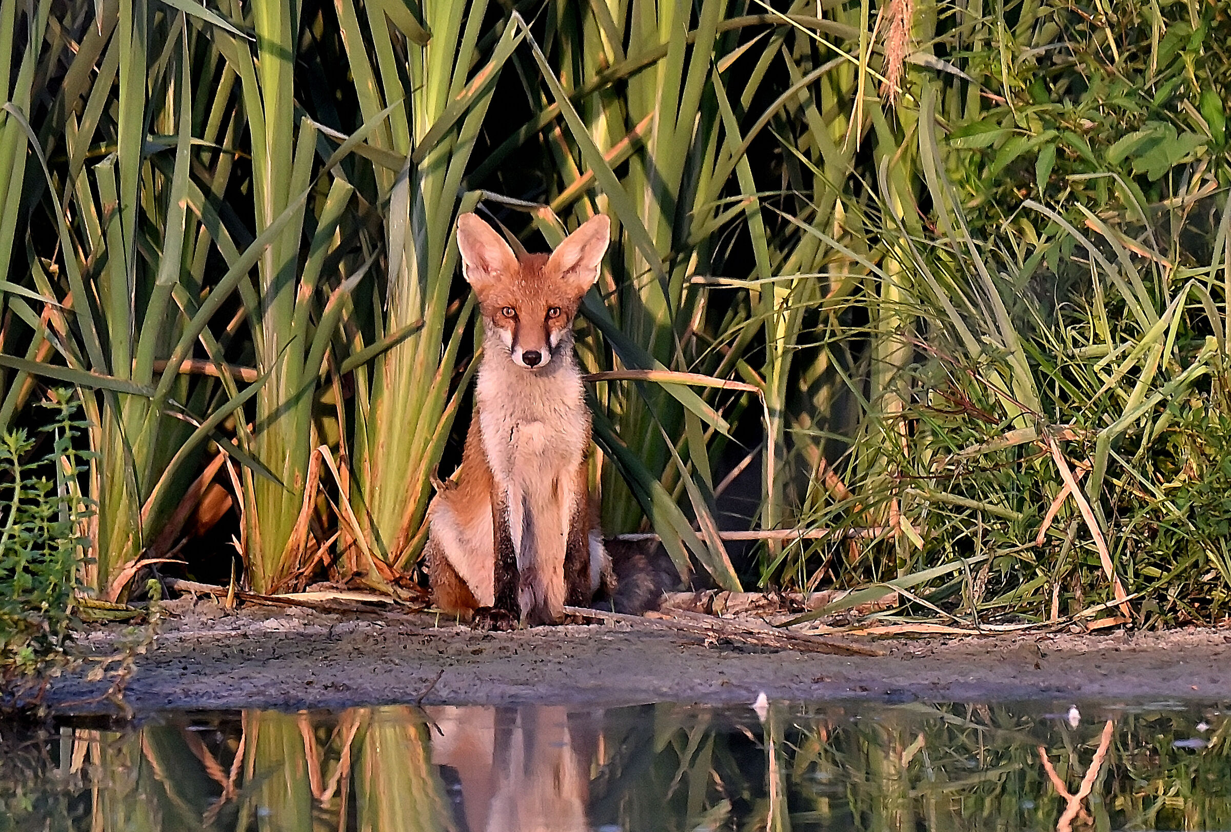 la volpina della foppa all'alba
