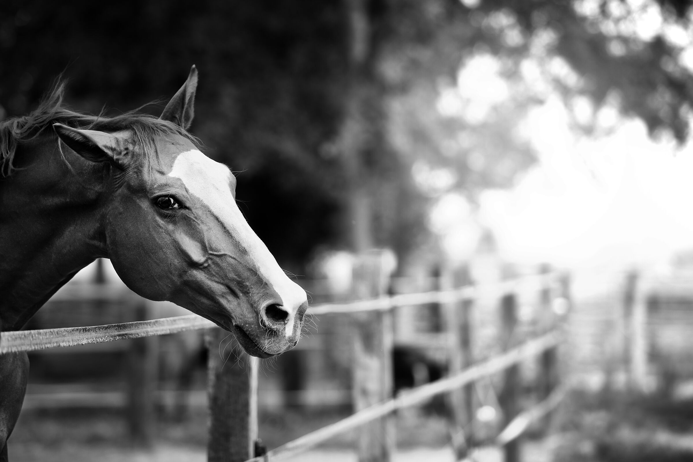 Black Horse