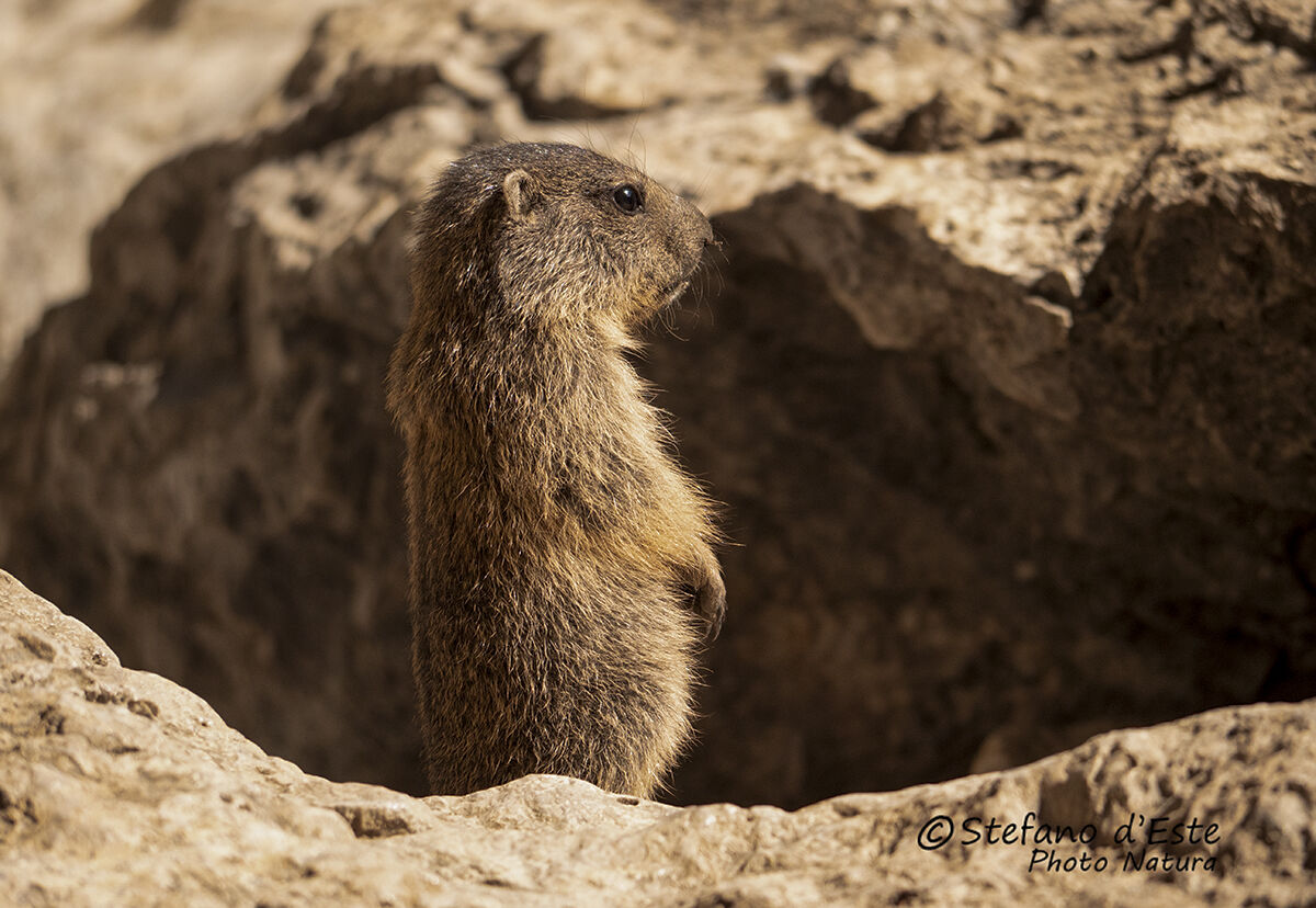 Marmot