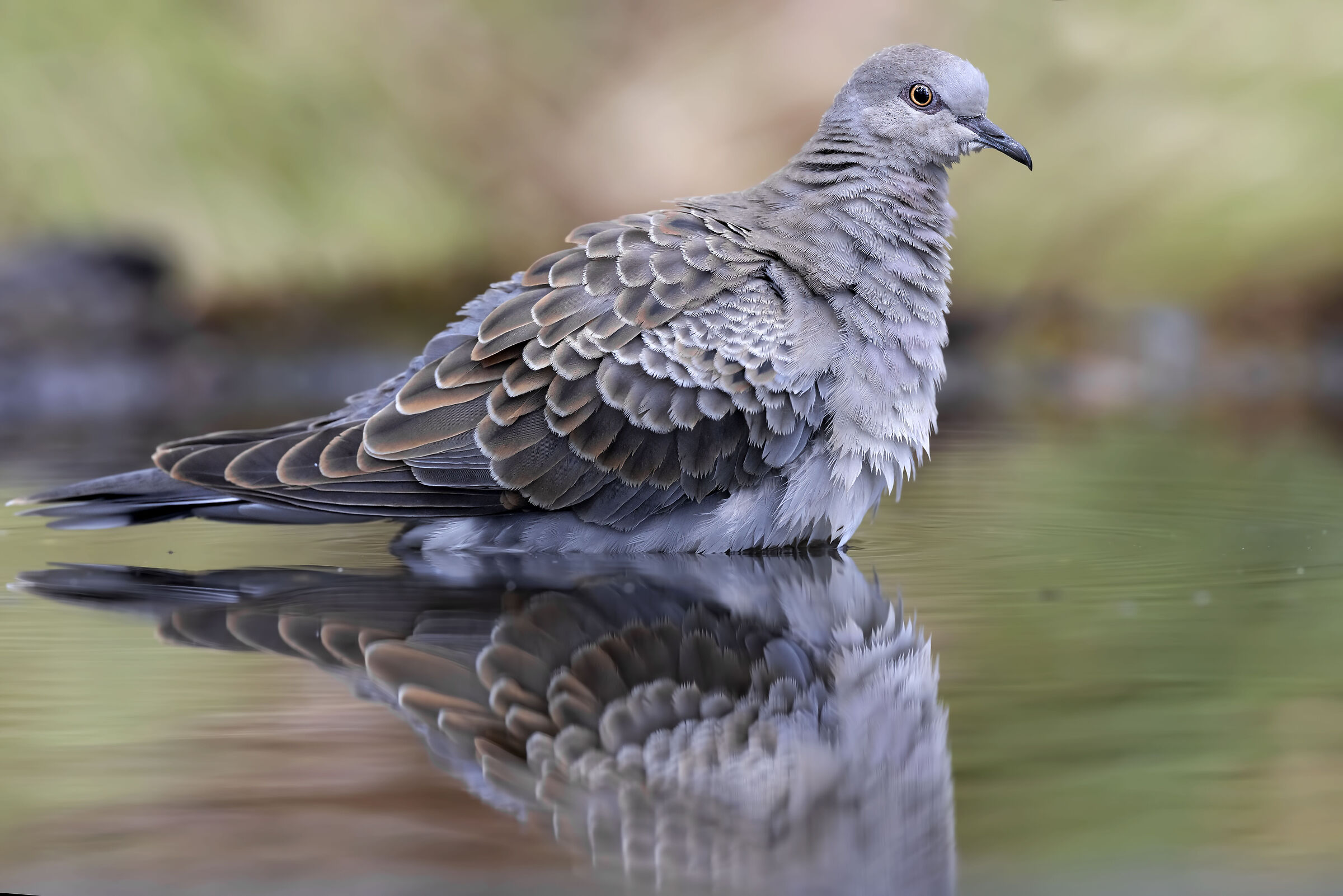 Wild dove grey