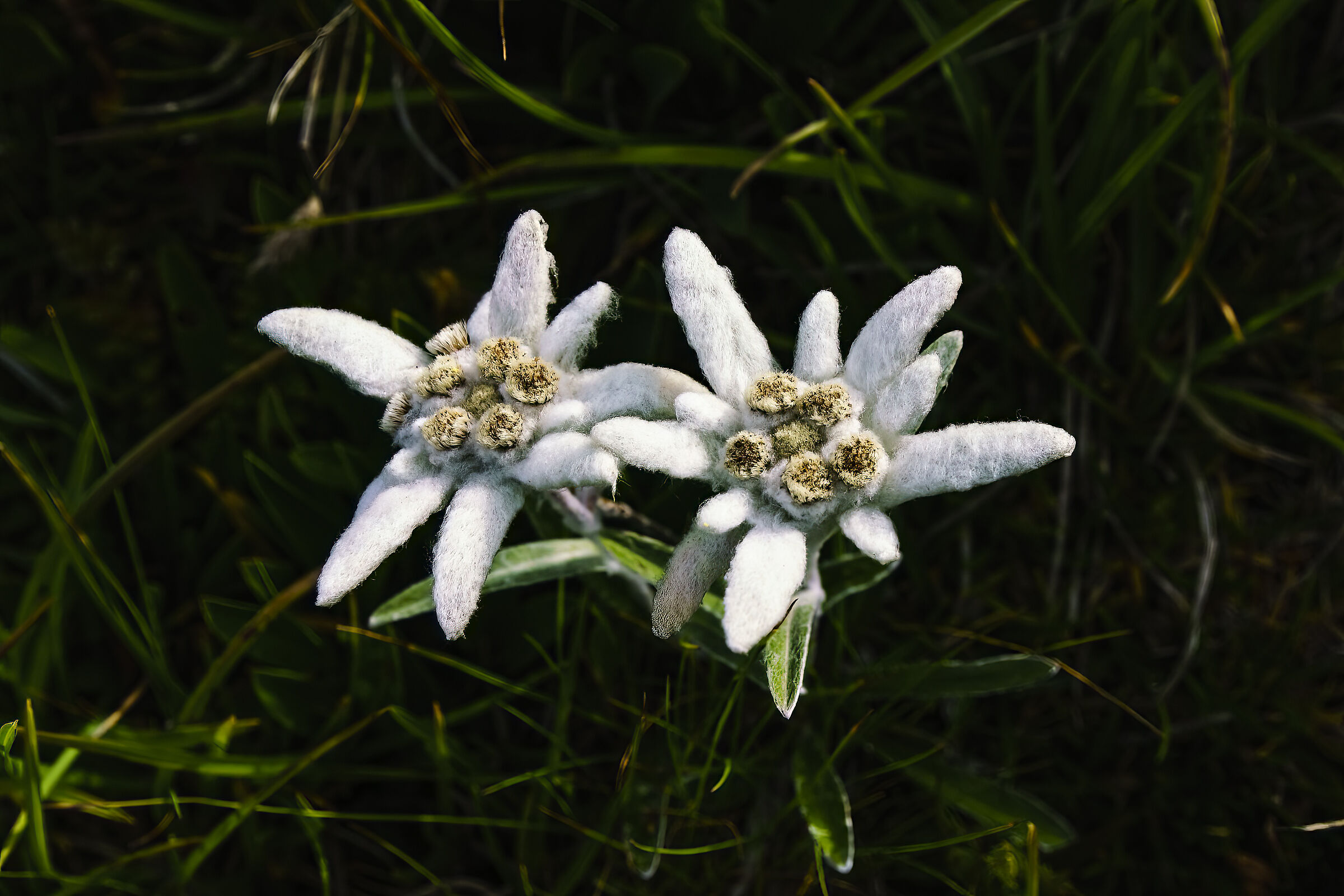 Edelweiss