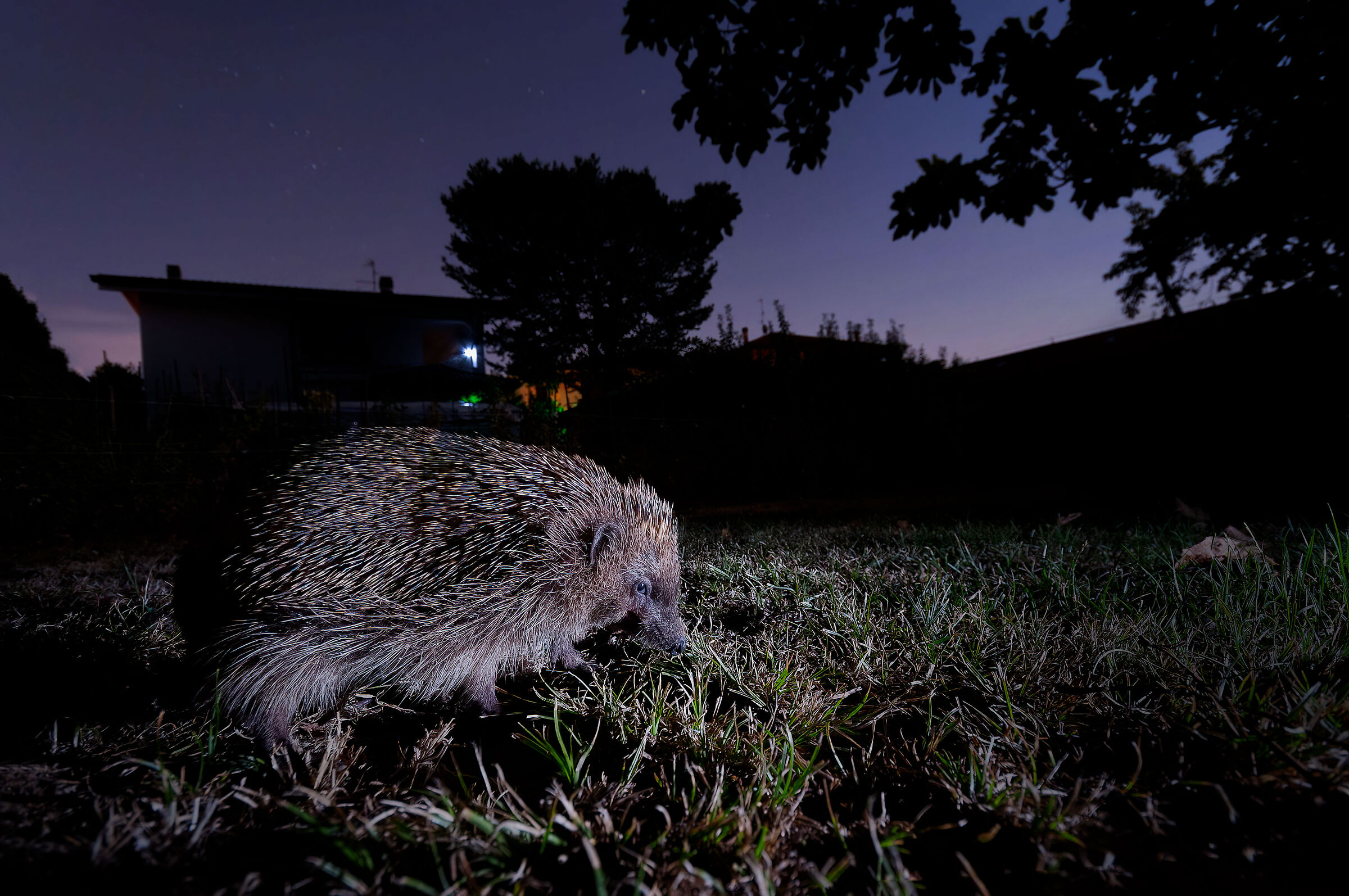 Hedgehog