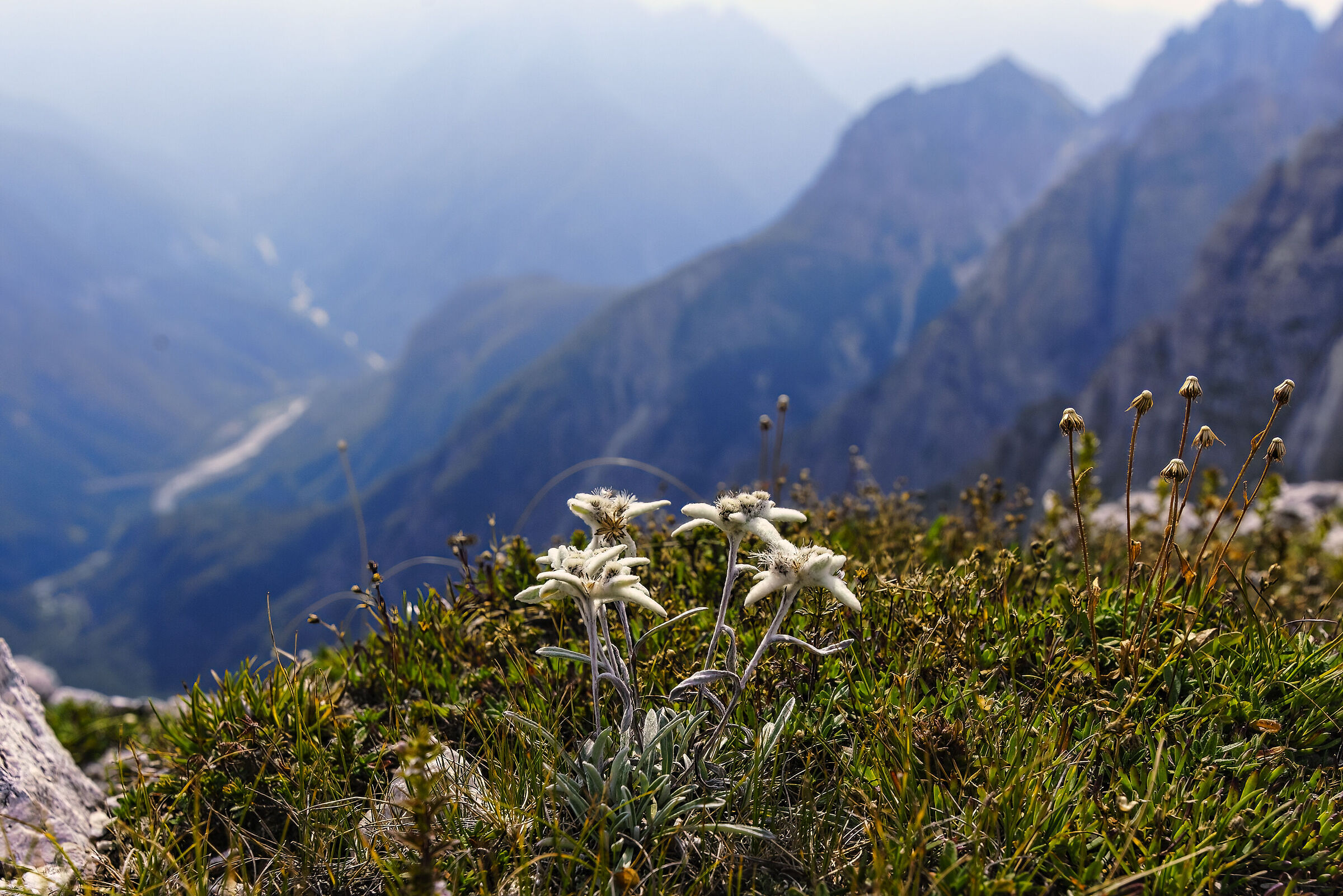 Edelweiss
