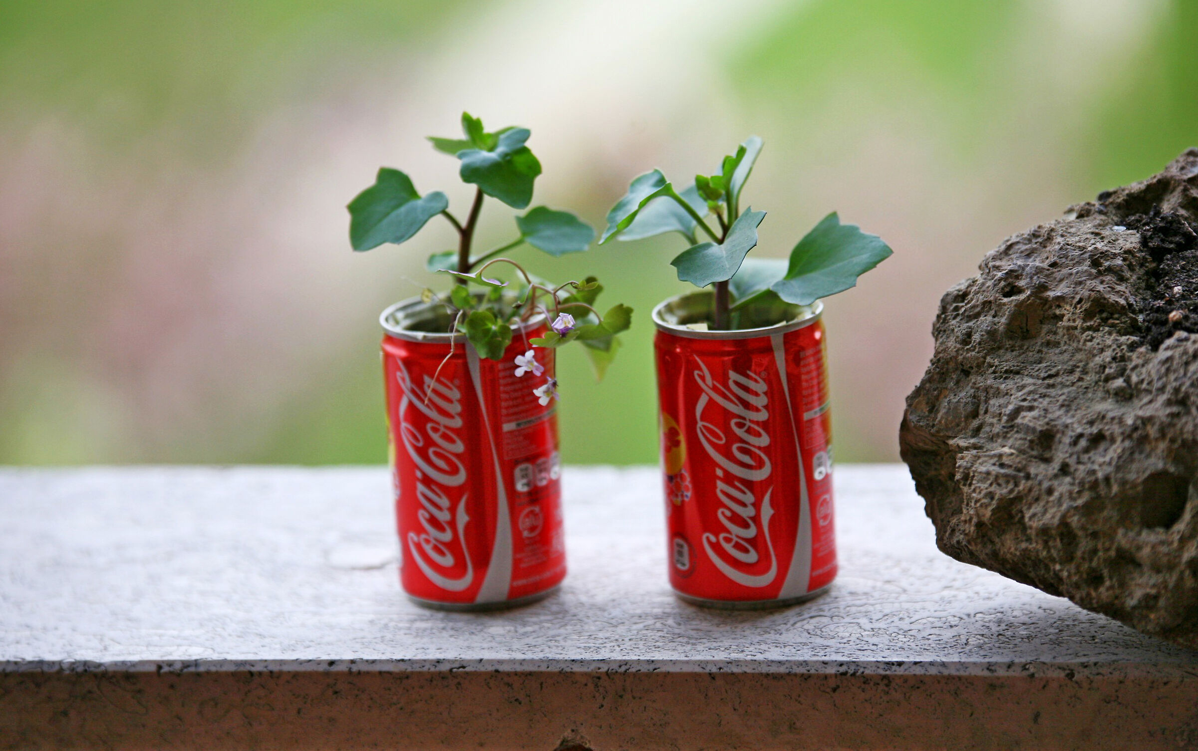 il fiore della coca...