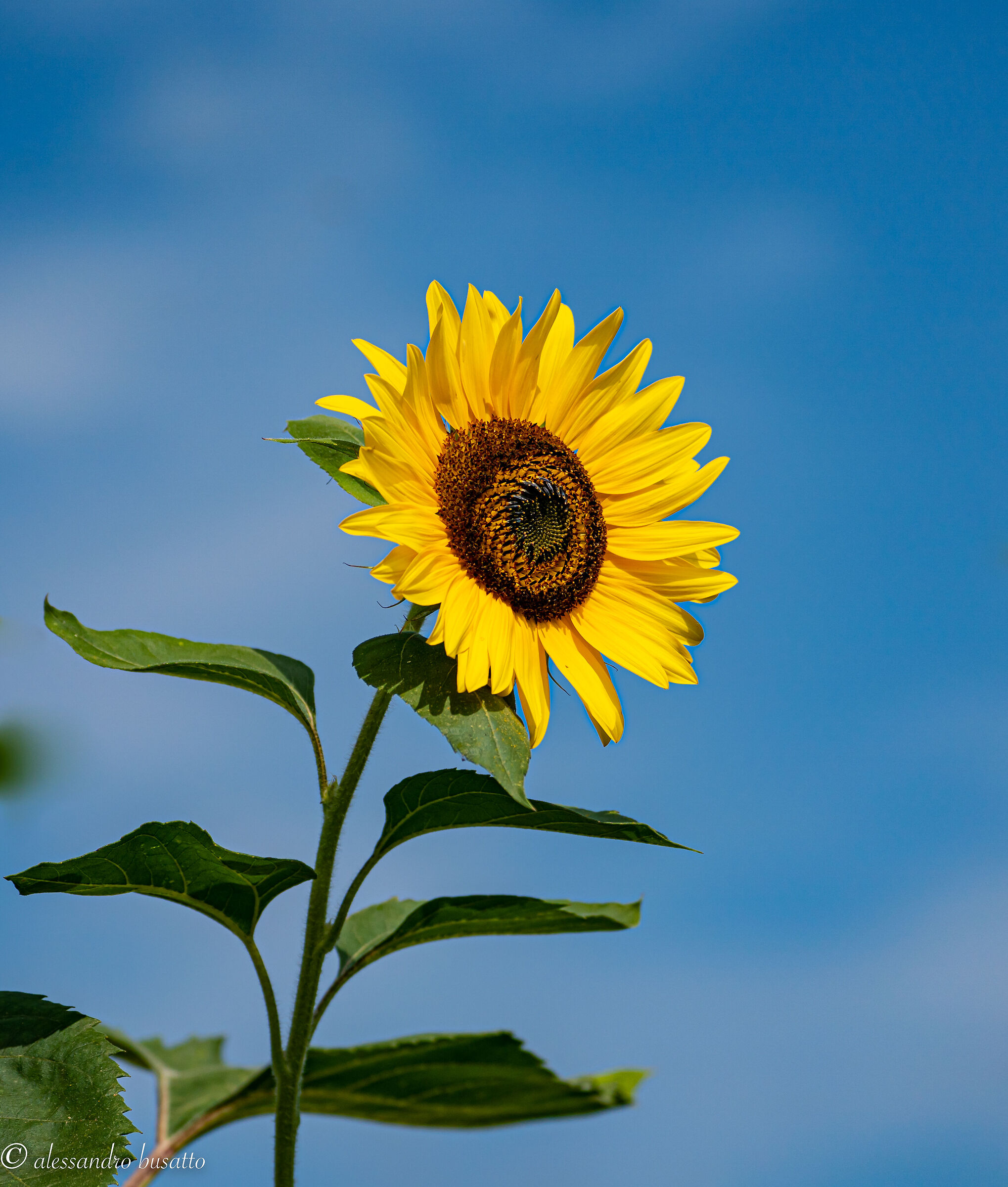 Happiness in the sunflower