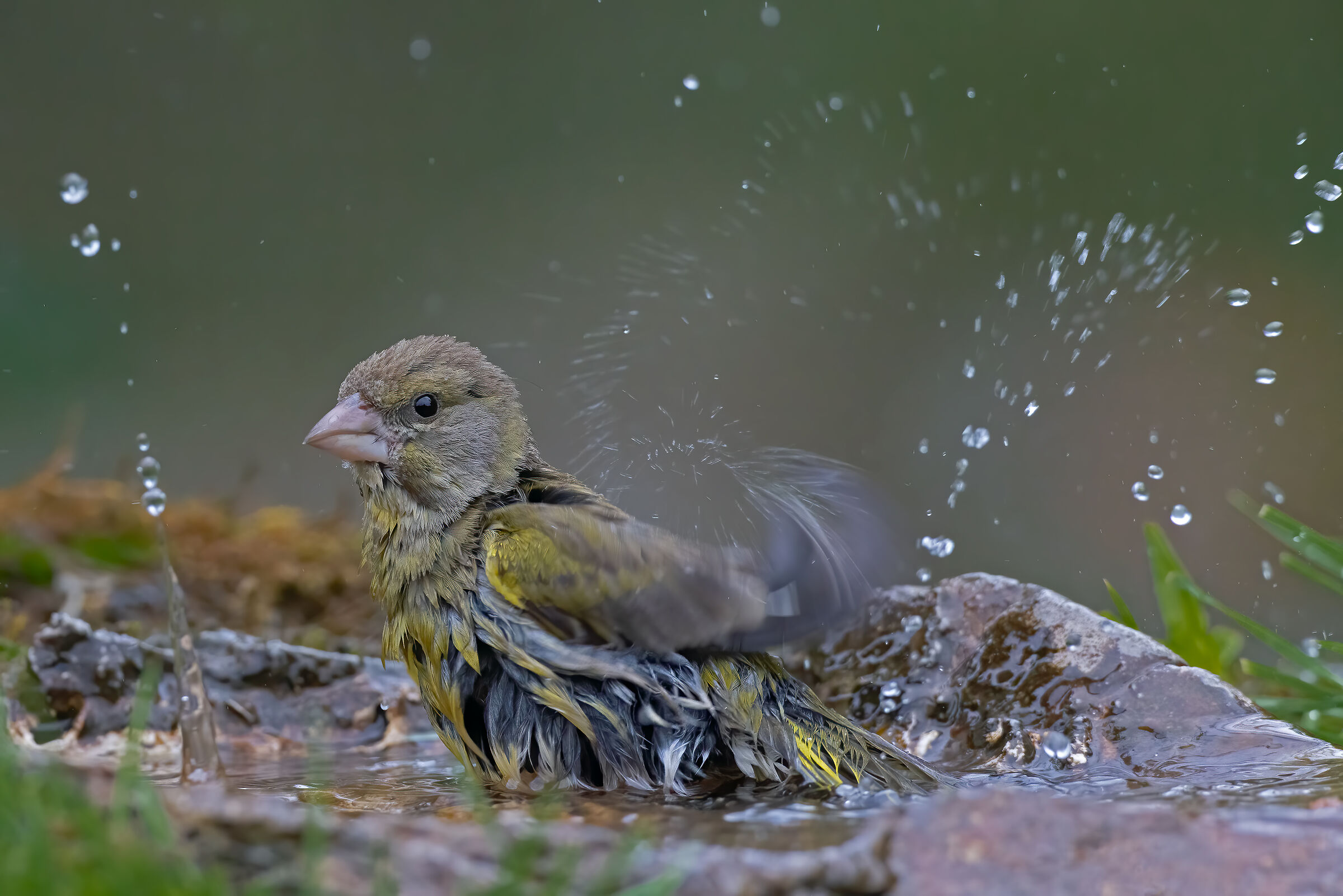 Verdone femmina (Chloris chloris)