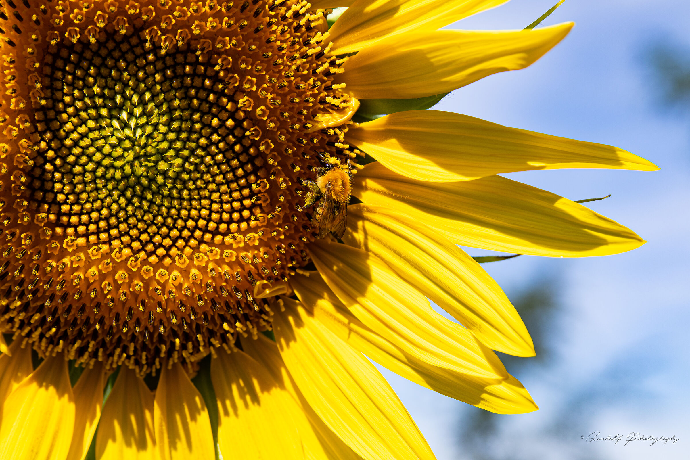 The bee and the sunflower