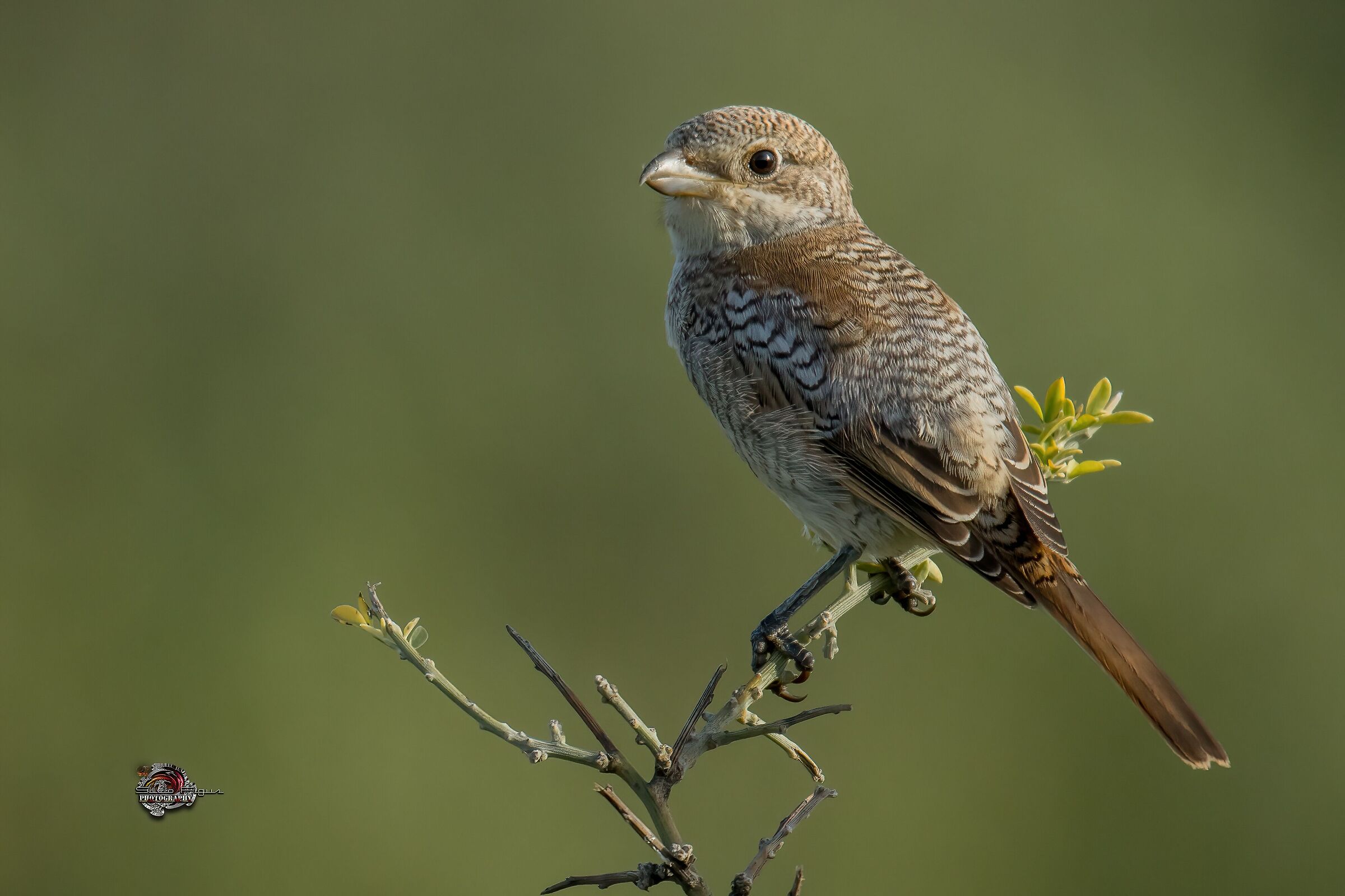 Young red-headed shrike