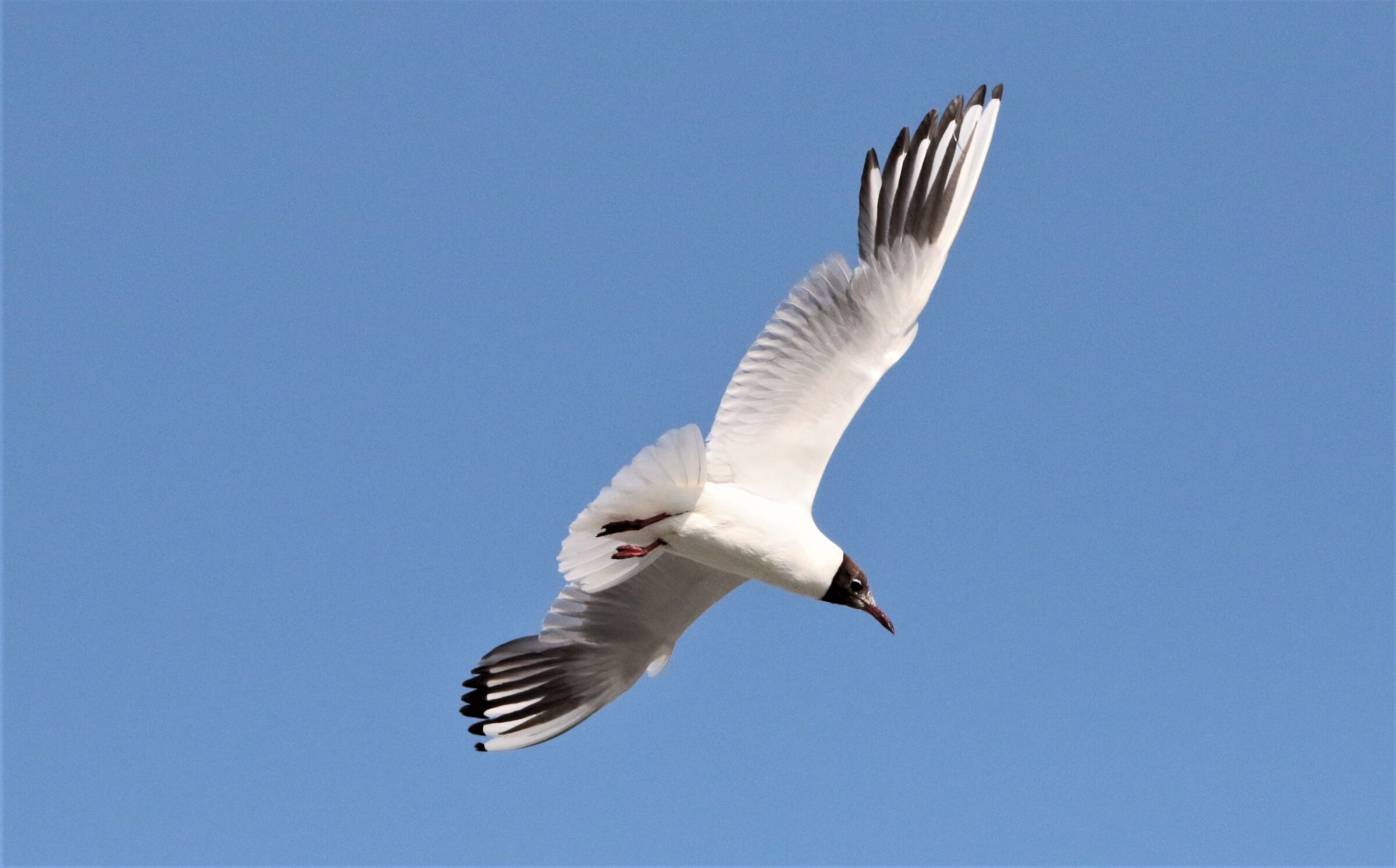 seagull