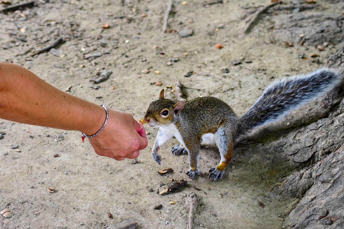 squirrels