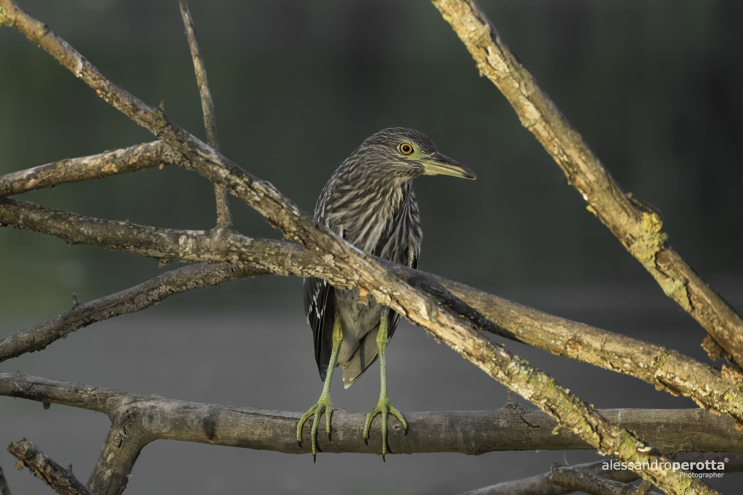 Nycticorax nycticorax
