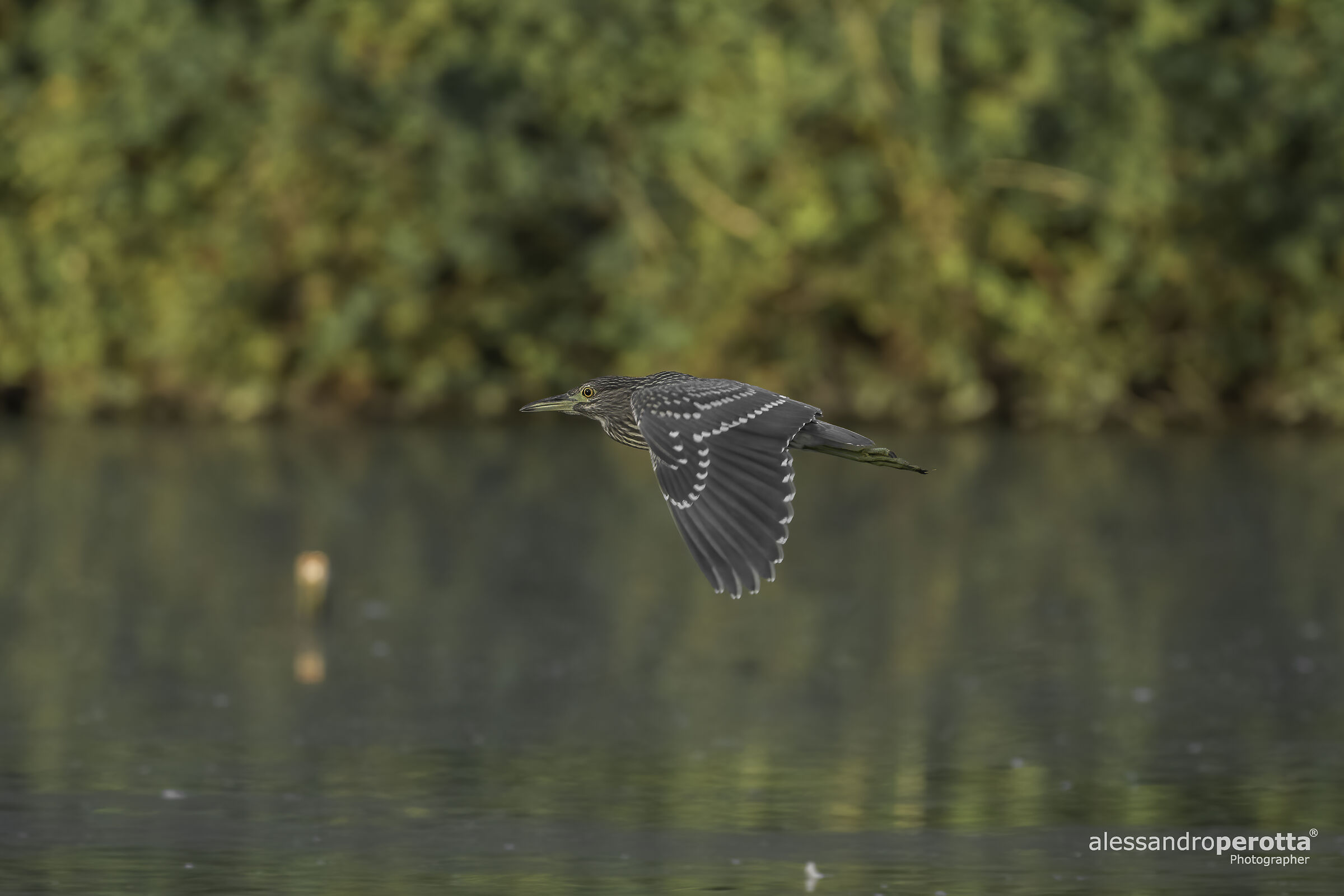 Nycticorax nycticorax