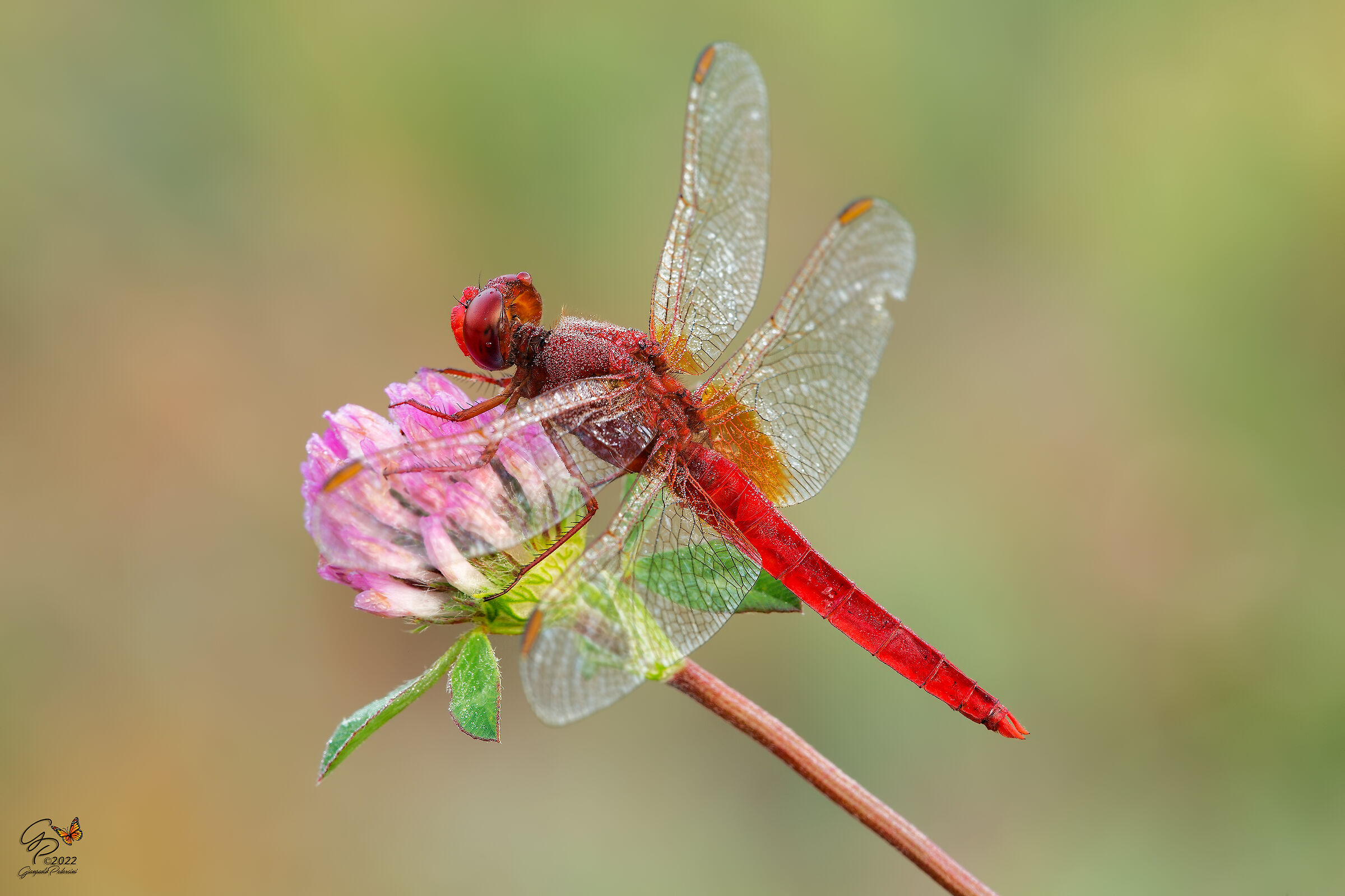 Crocothemis erythraea
